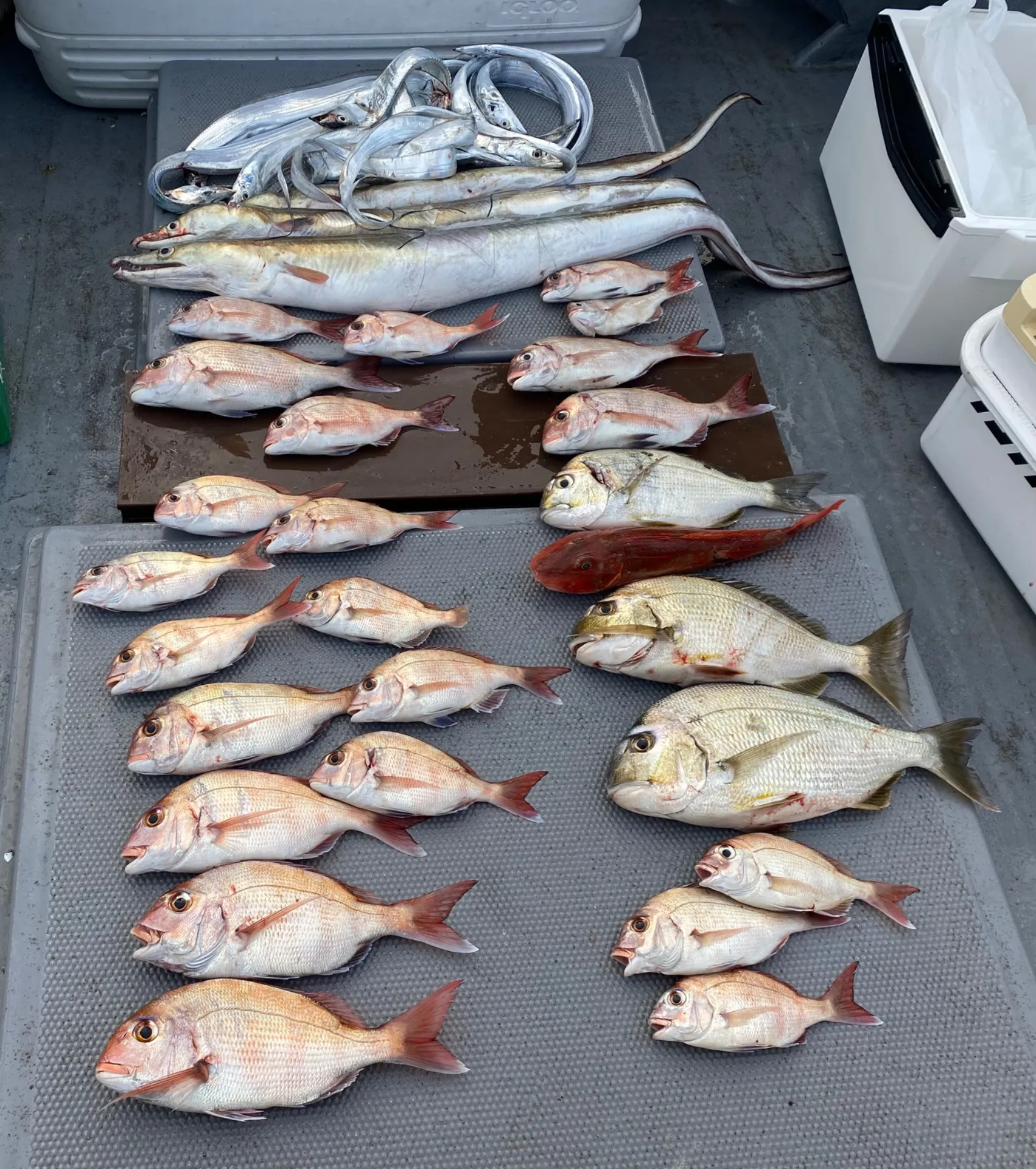 太刀魚ジギング&タイラバ便❣️