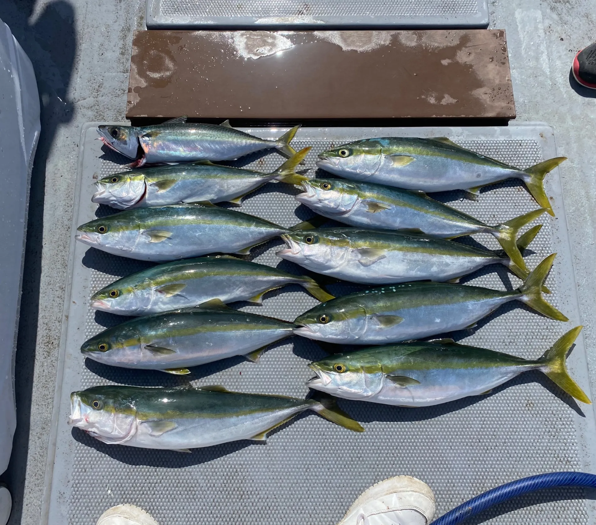 ジギング便で出船