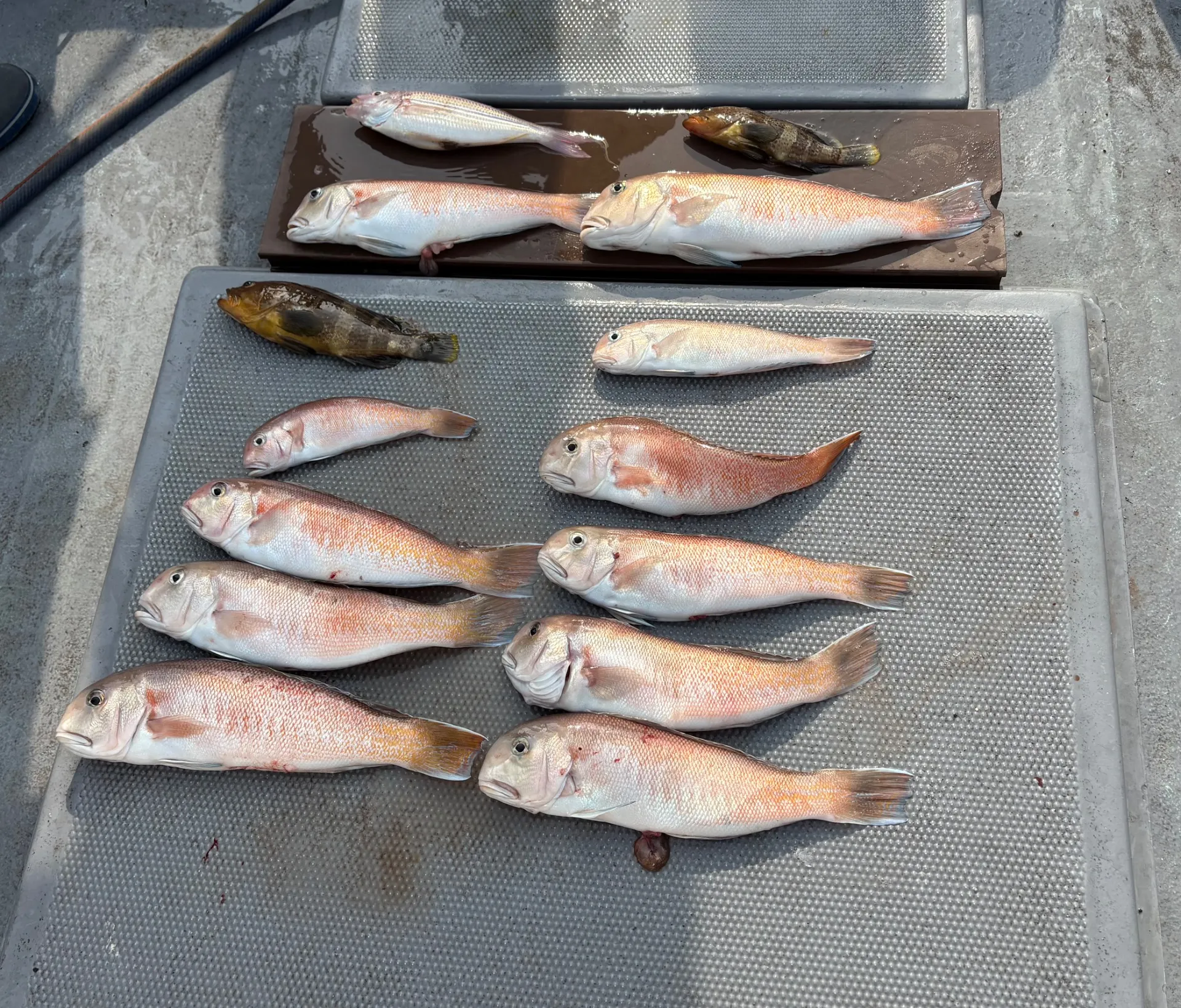 白甘鯛便で出船❣️