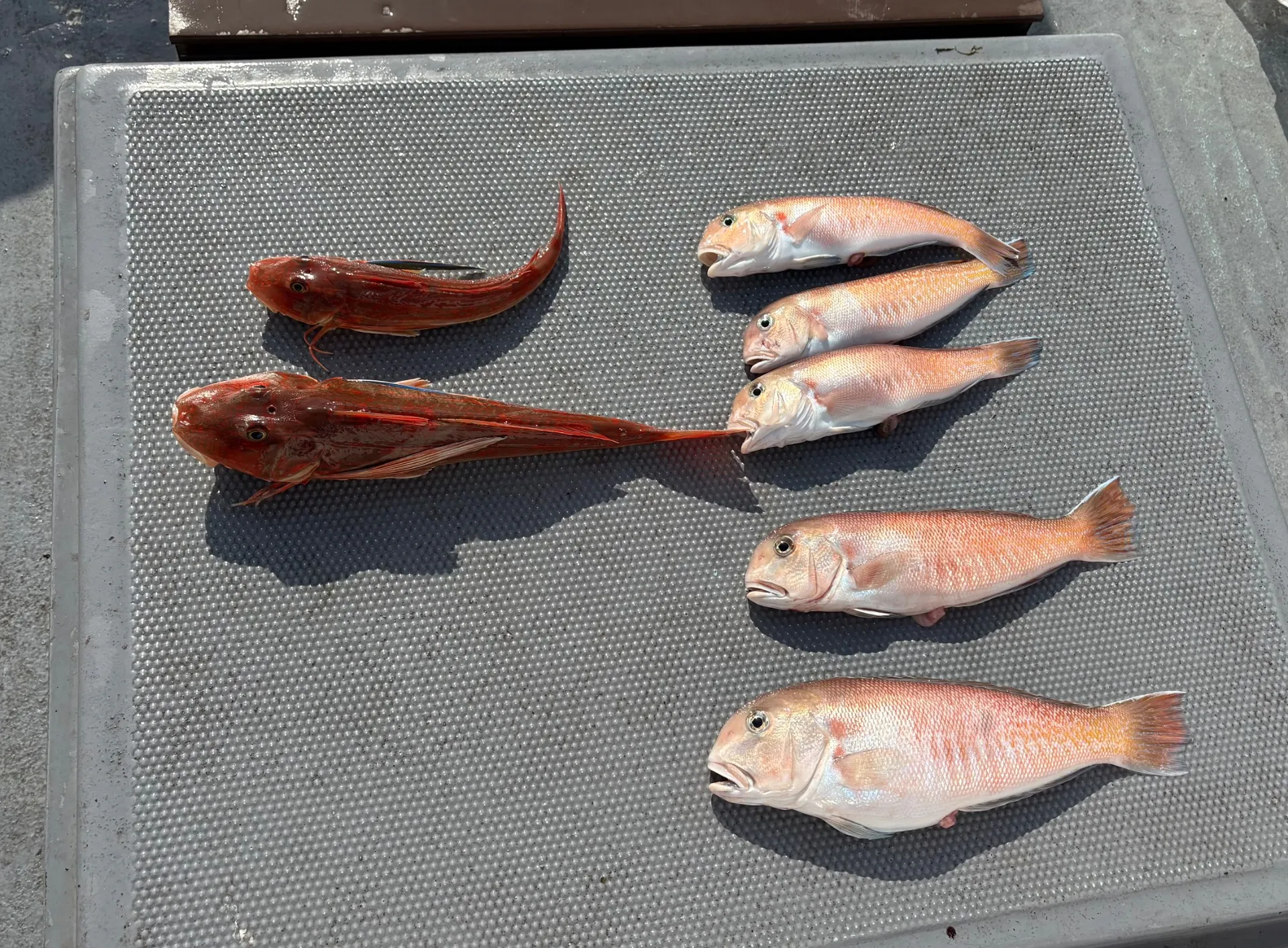 アマラバ便釣果