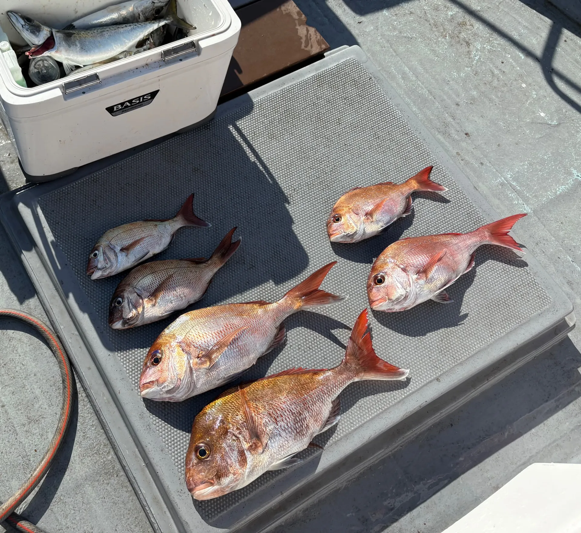 タイラバ便釣果