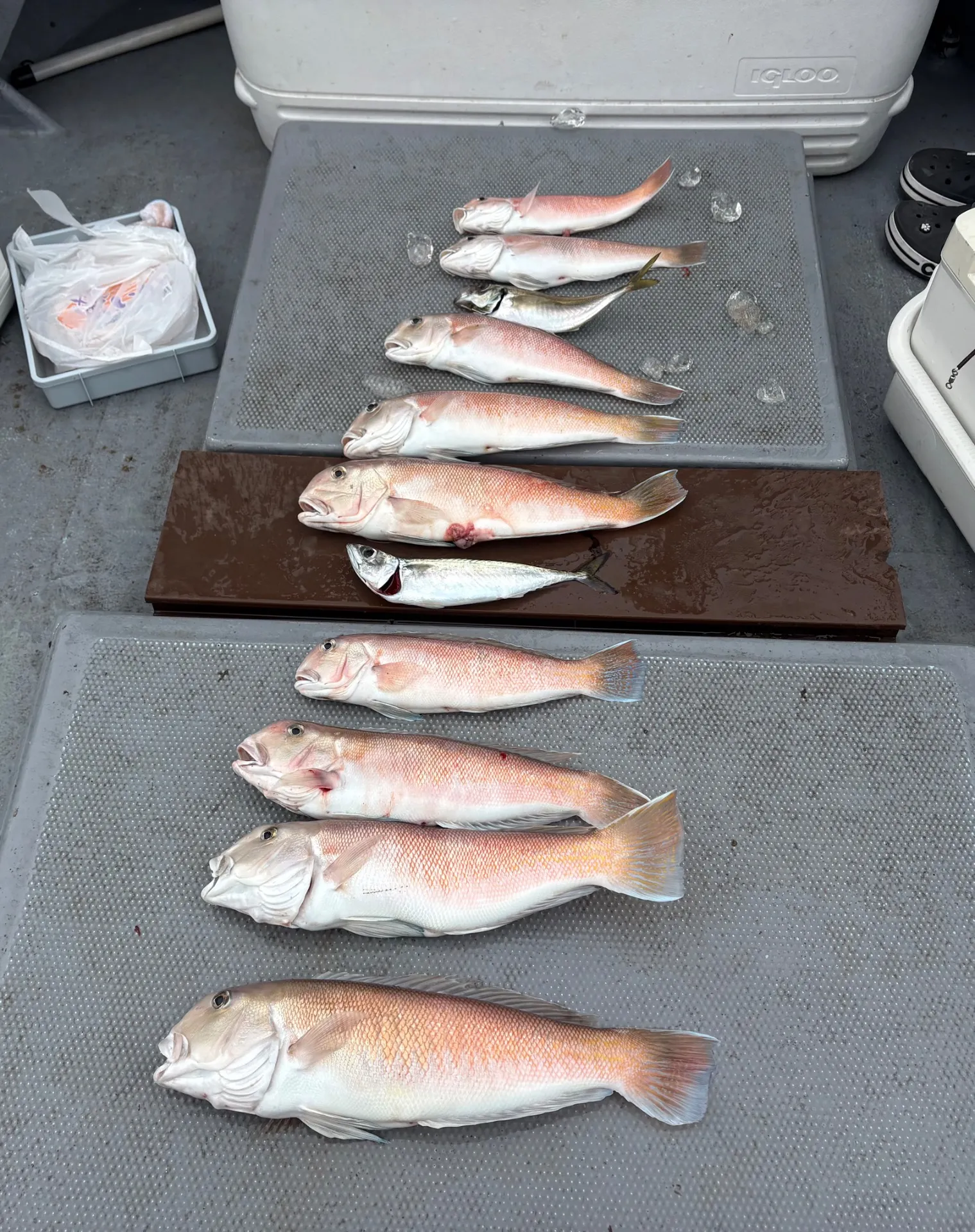 白甘鯛便釣果❣️