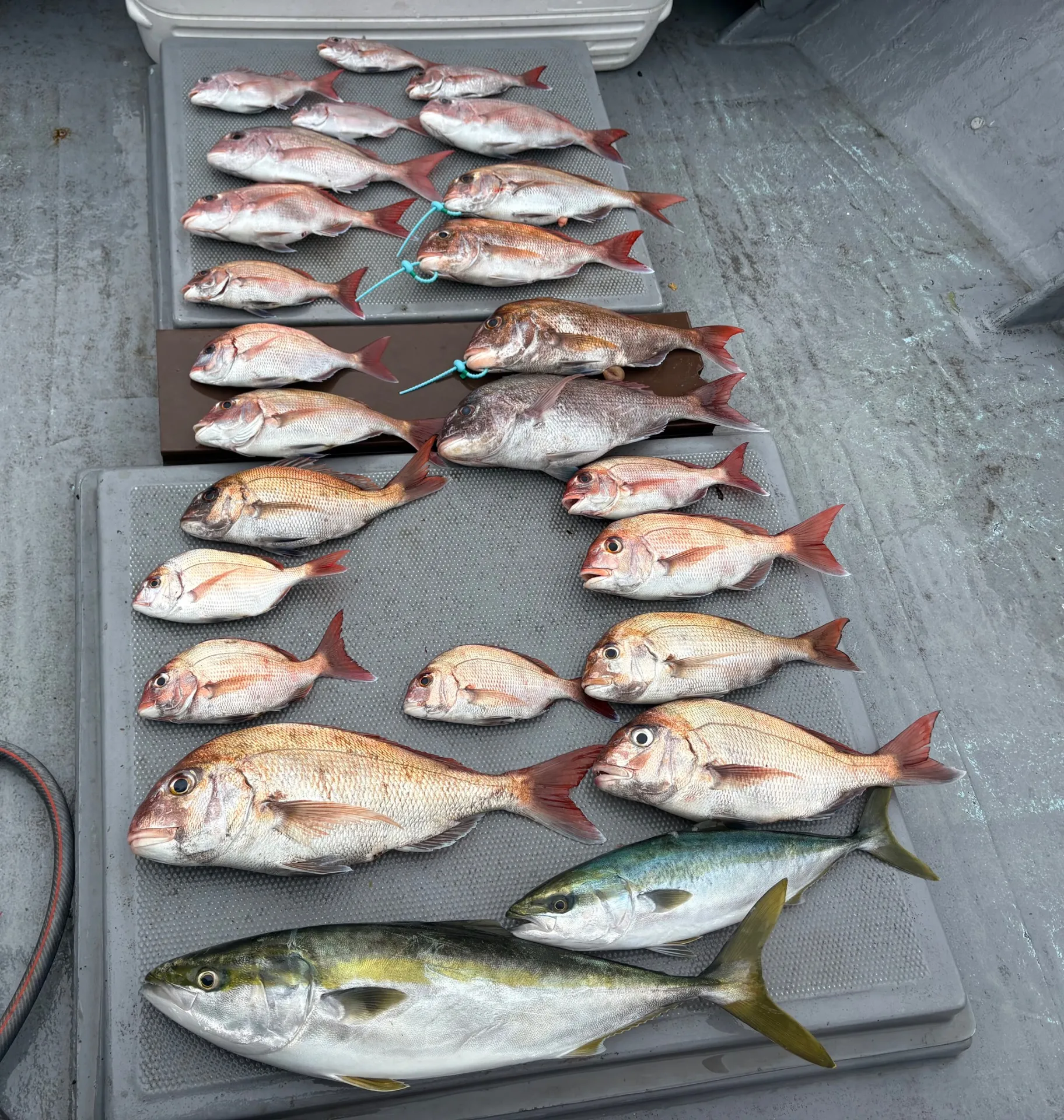 4月19日鯛ラバ釣果