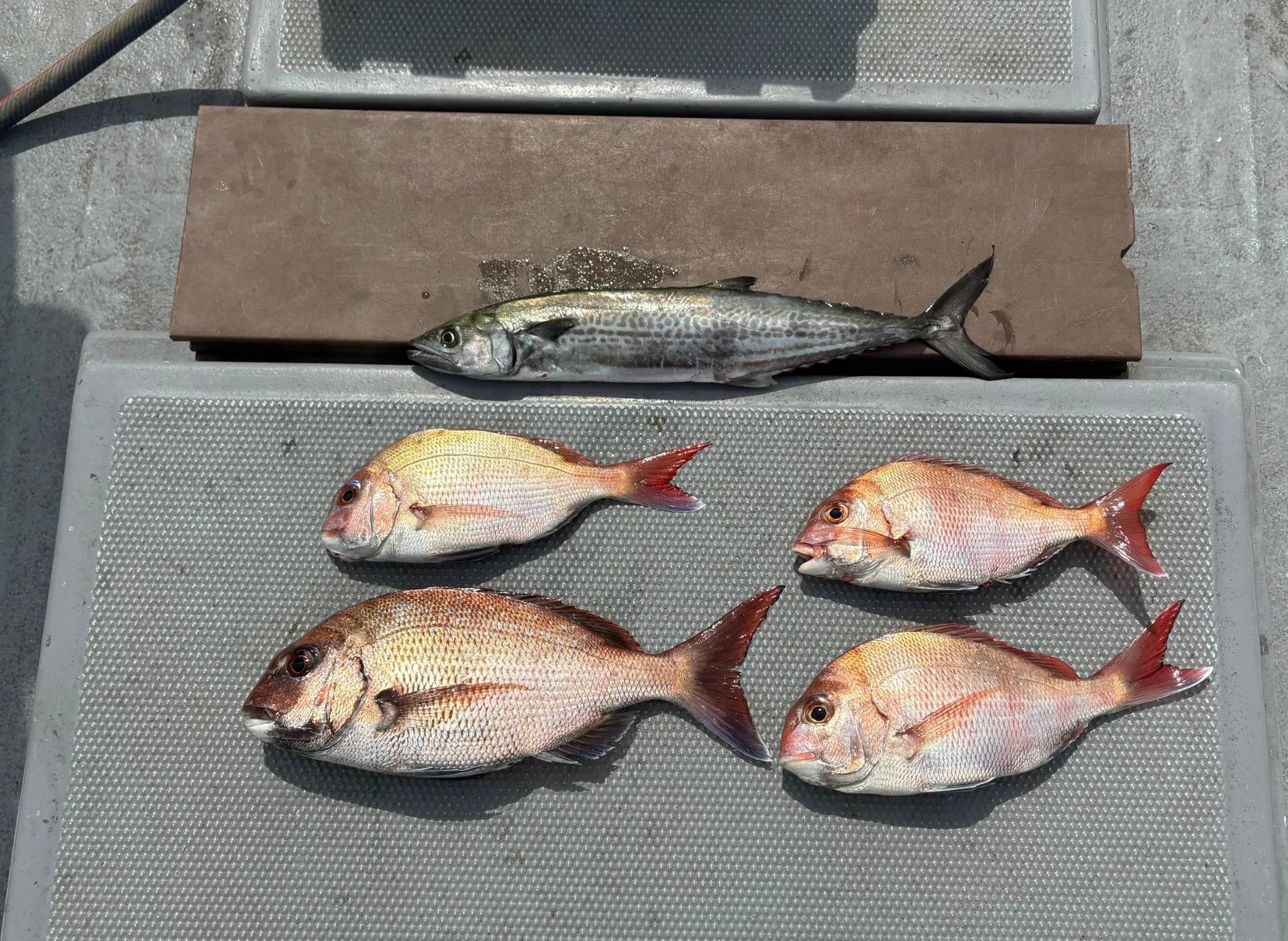 タイラバ釣果和歌山