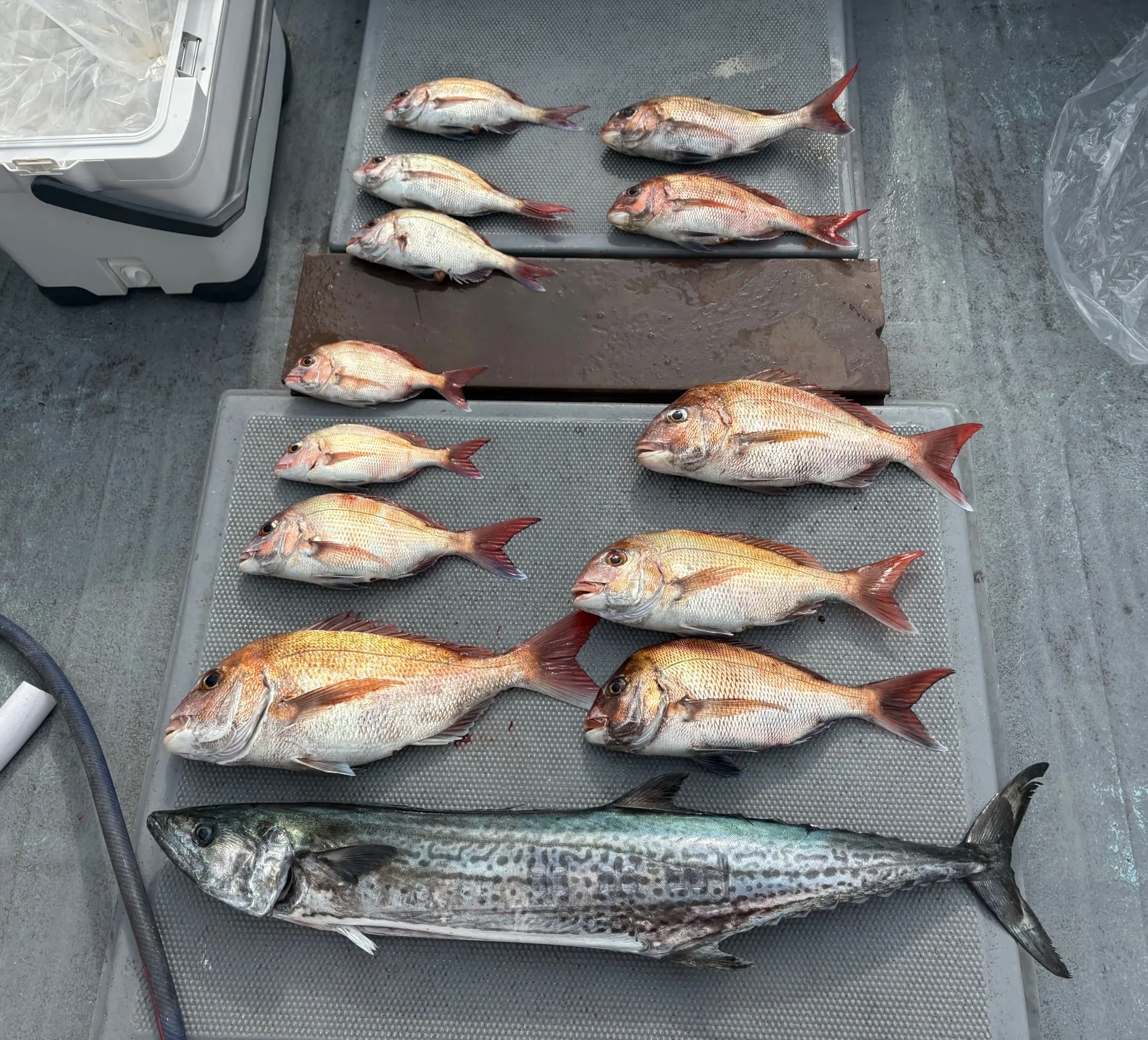 タイラバ便釣果❣️