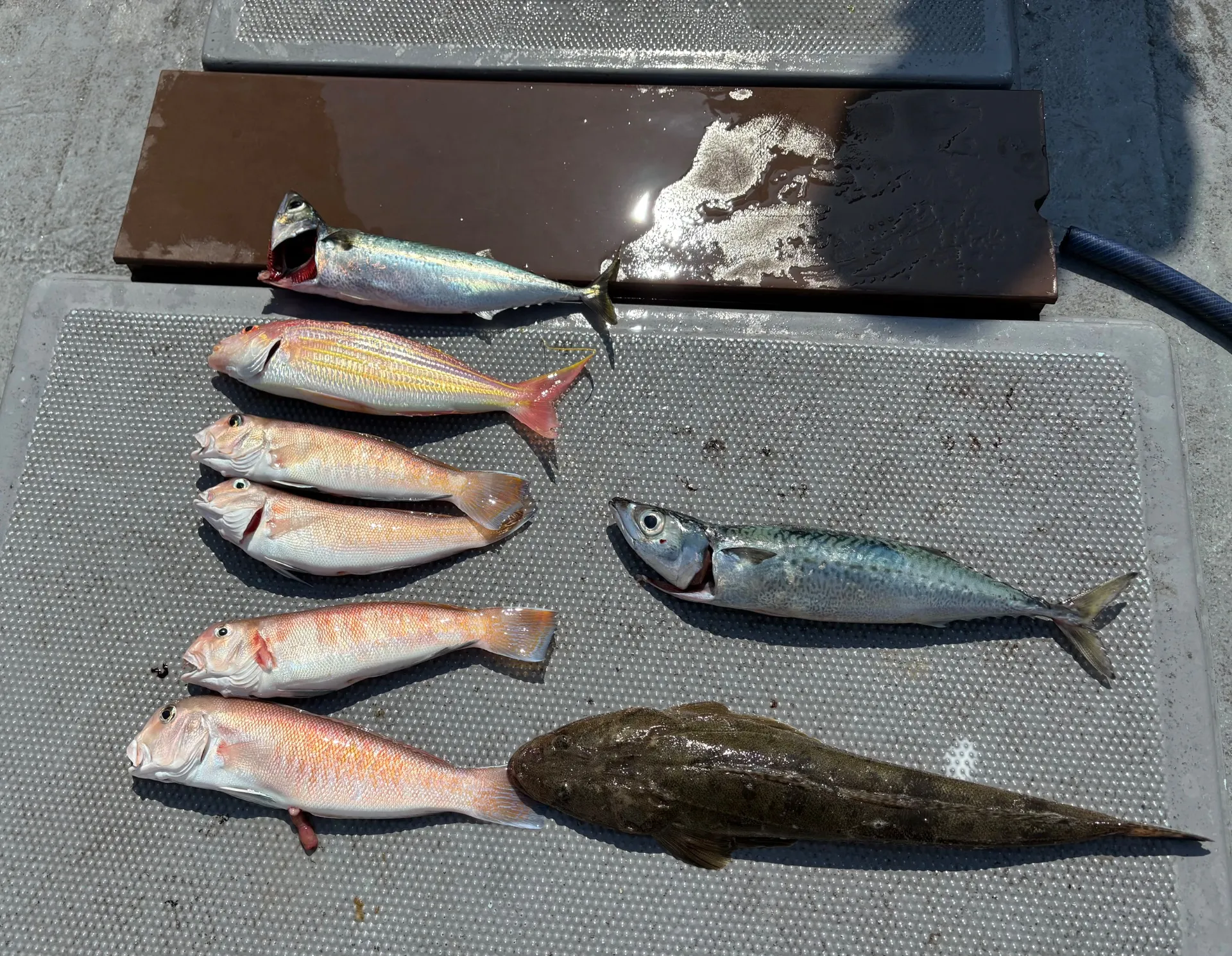 白甘鯛便釣果