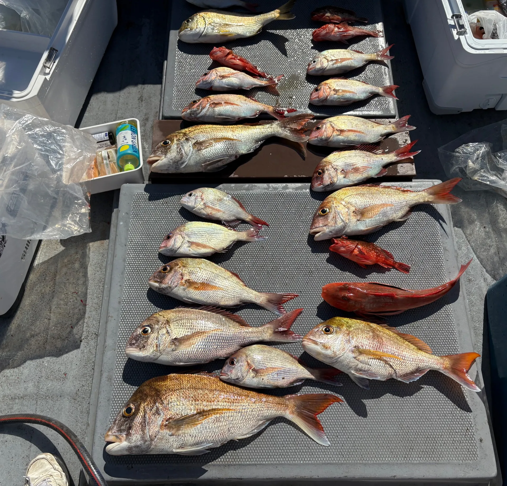 5月17日タイラバ釣果!