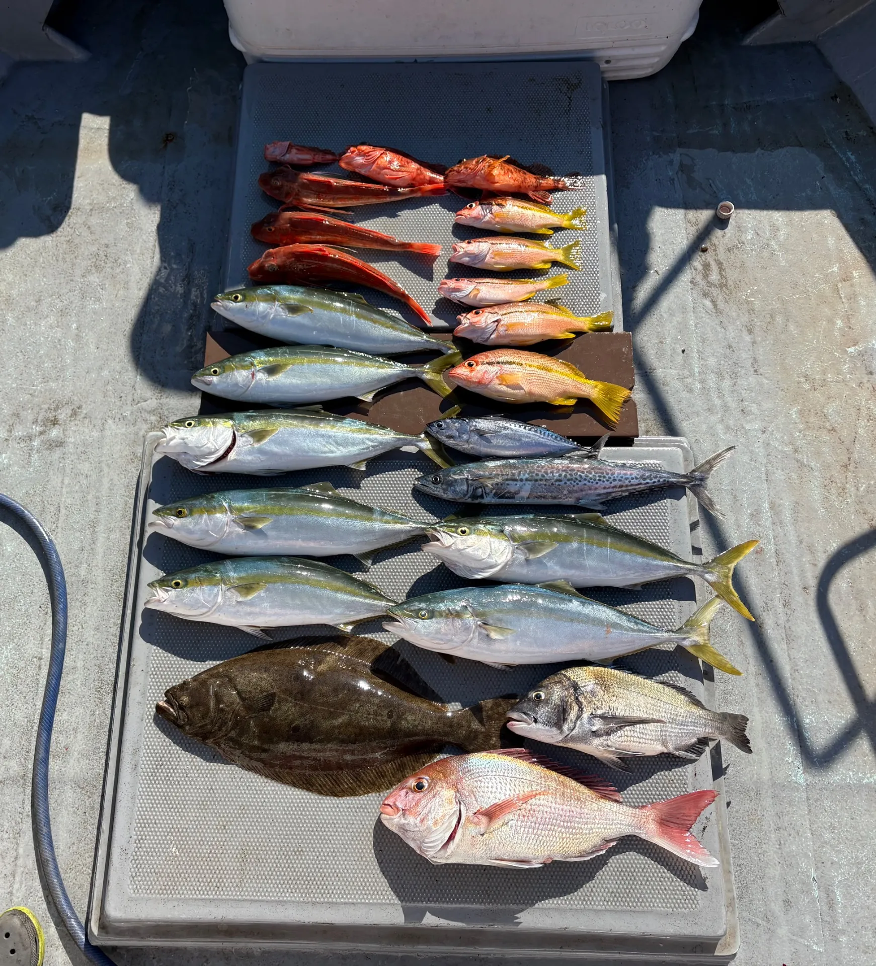 落とし込み釣果!