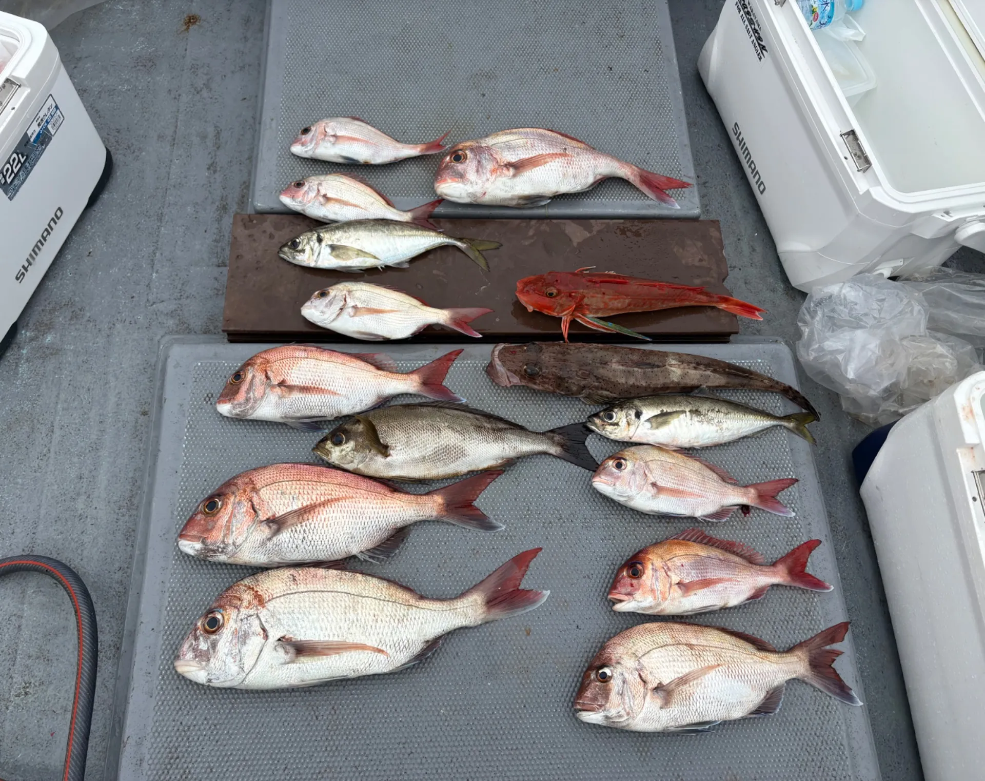 タイラバ釣果