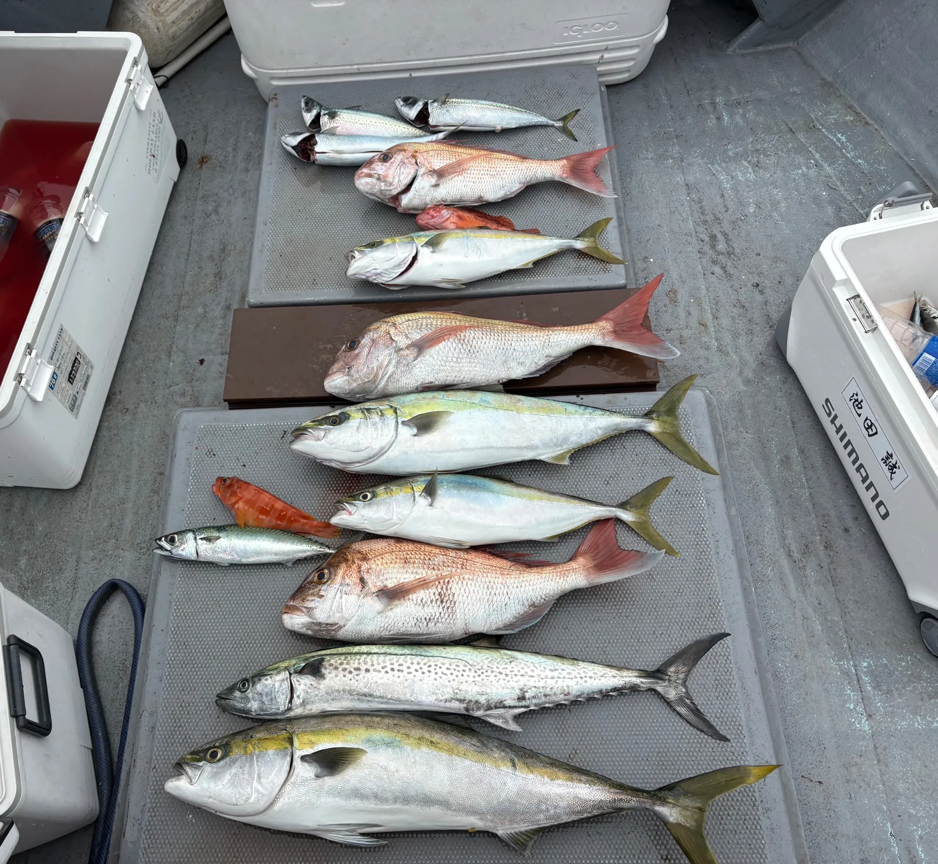 落とし込み釣果!