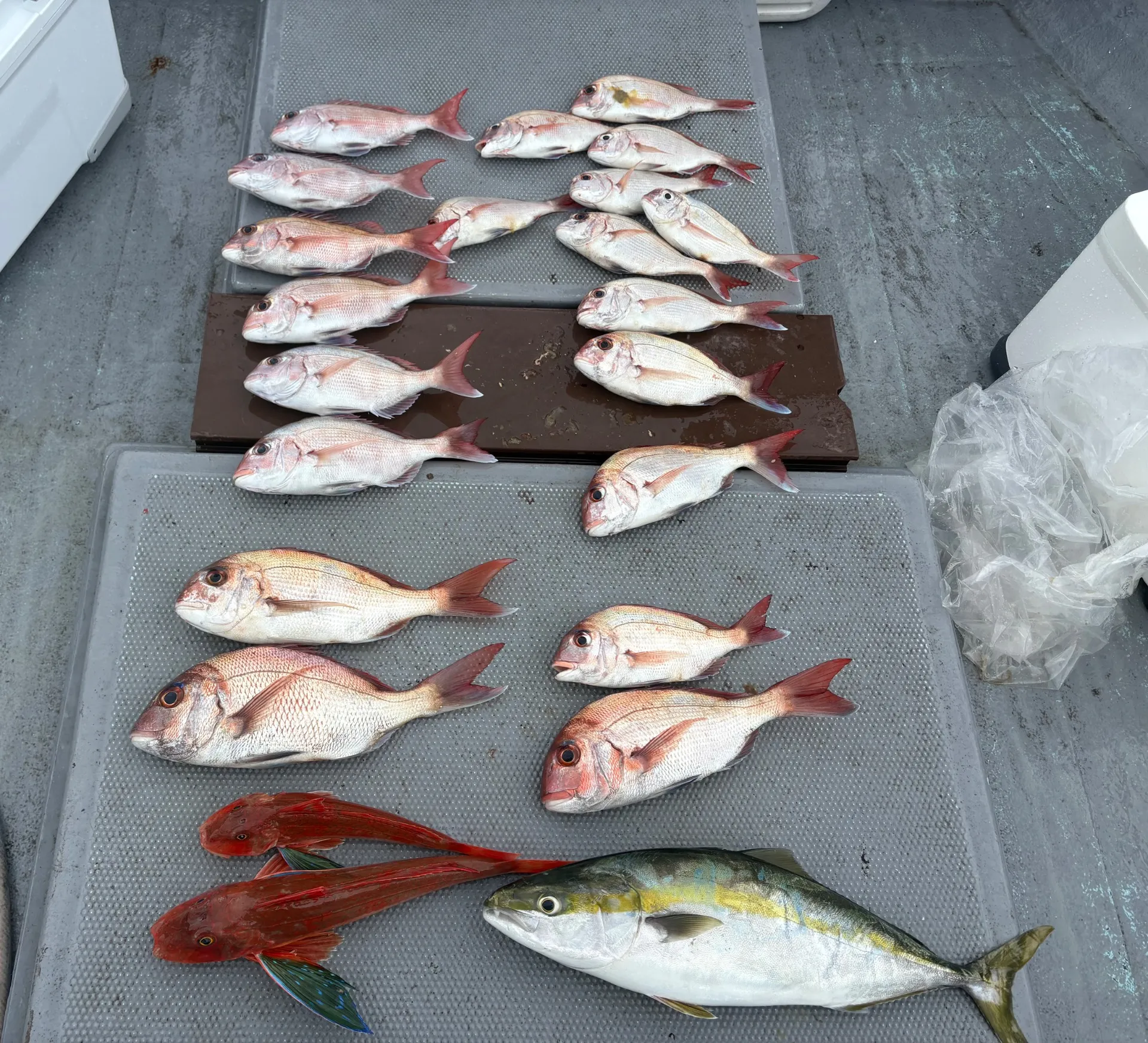 タイラバ釣果❣️