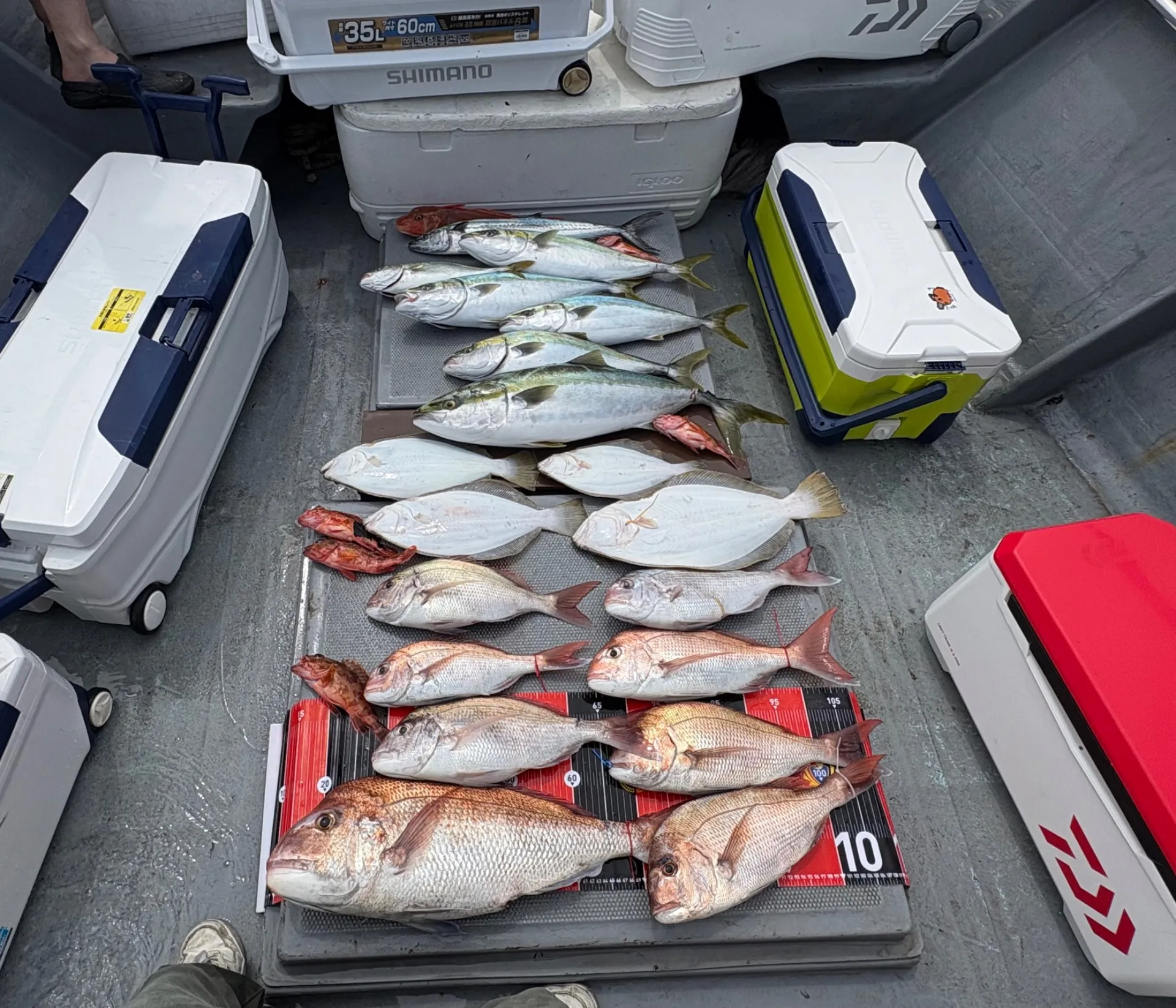 落とし込み釣果!
