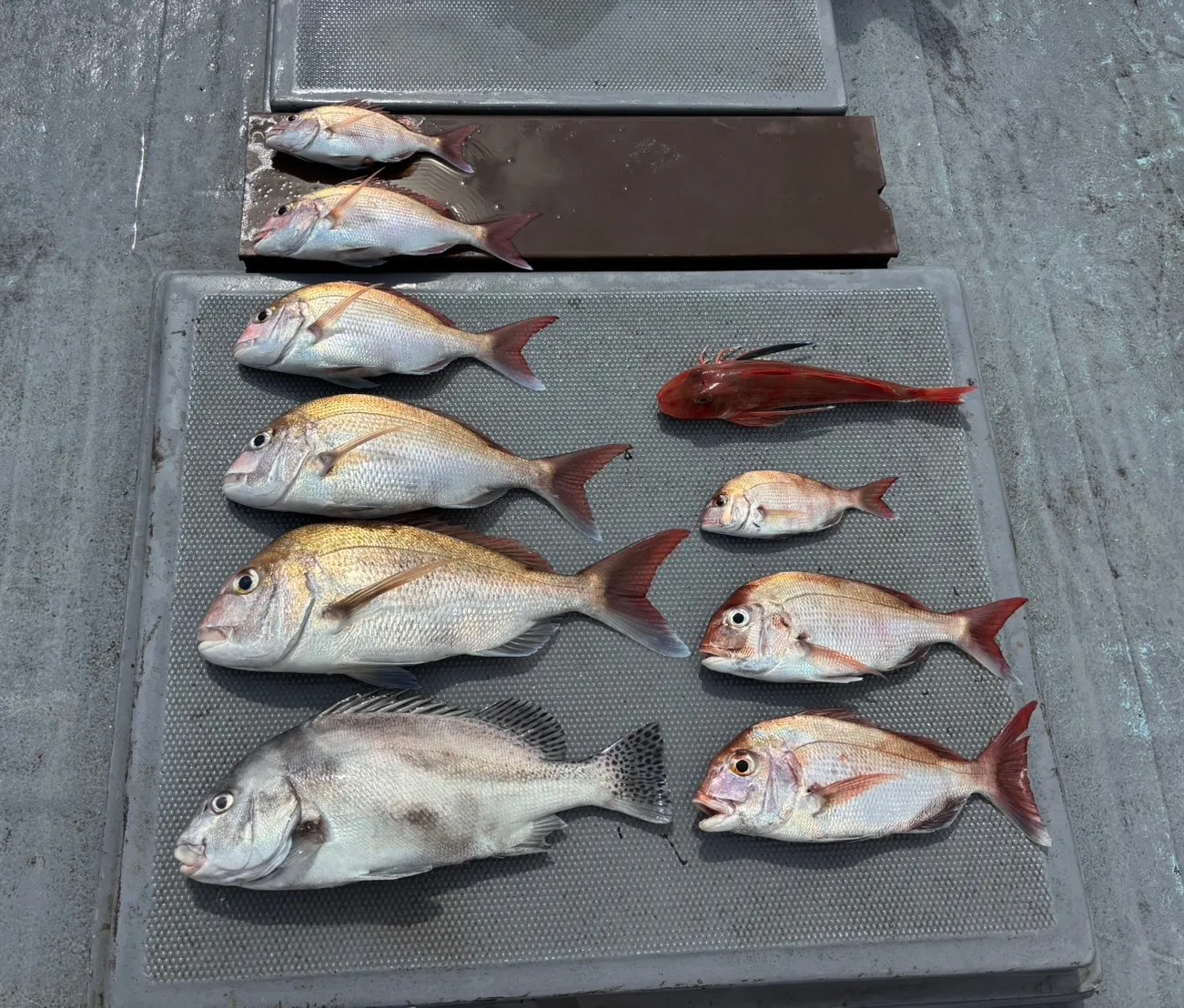 タイラバ釣果