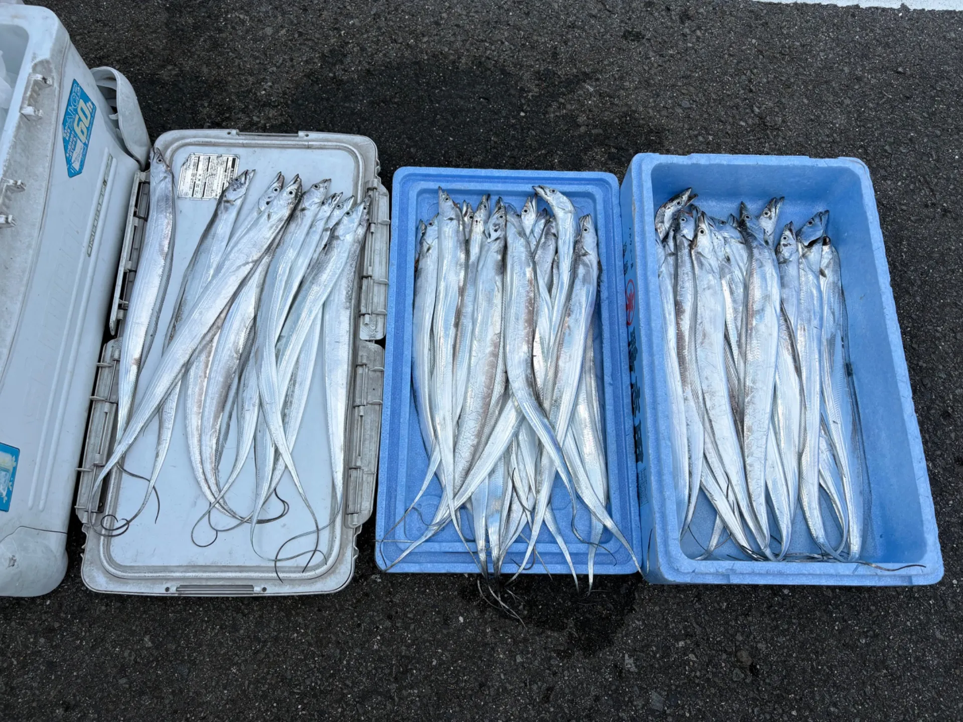 太刀魚ジギング