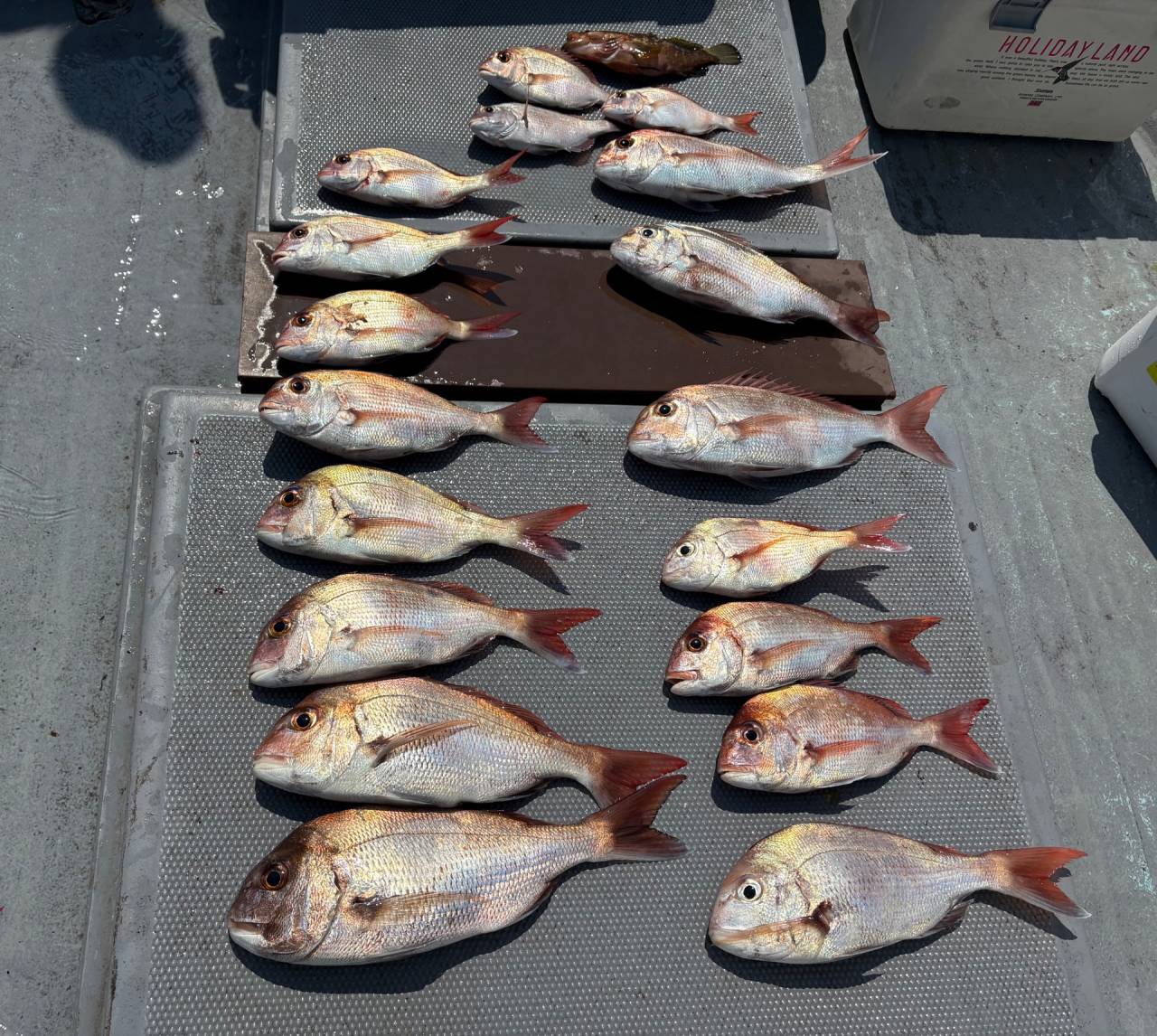 タイラバ釣果❣️