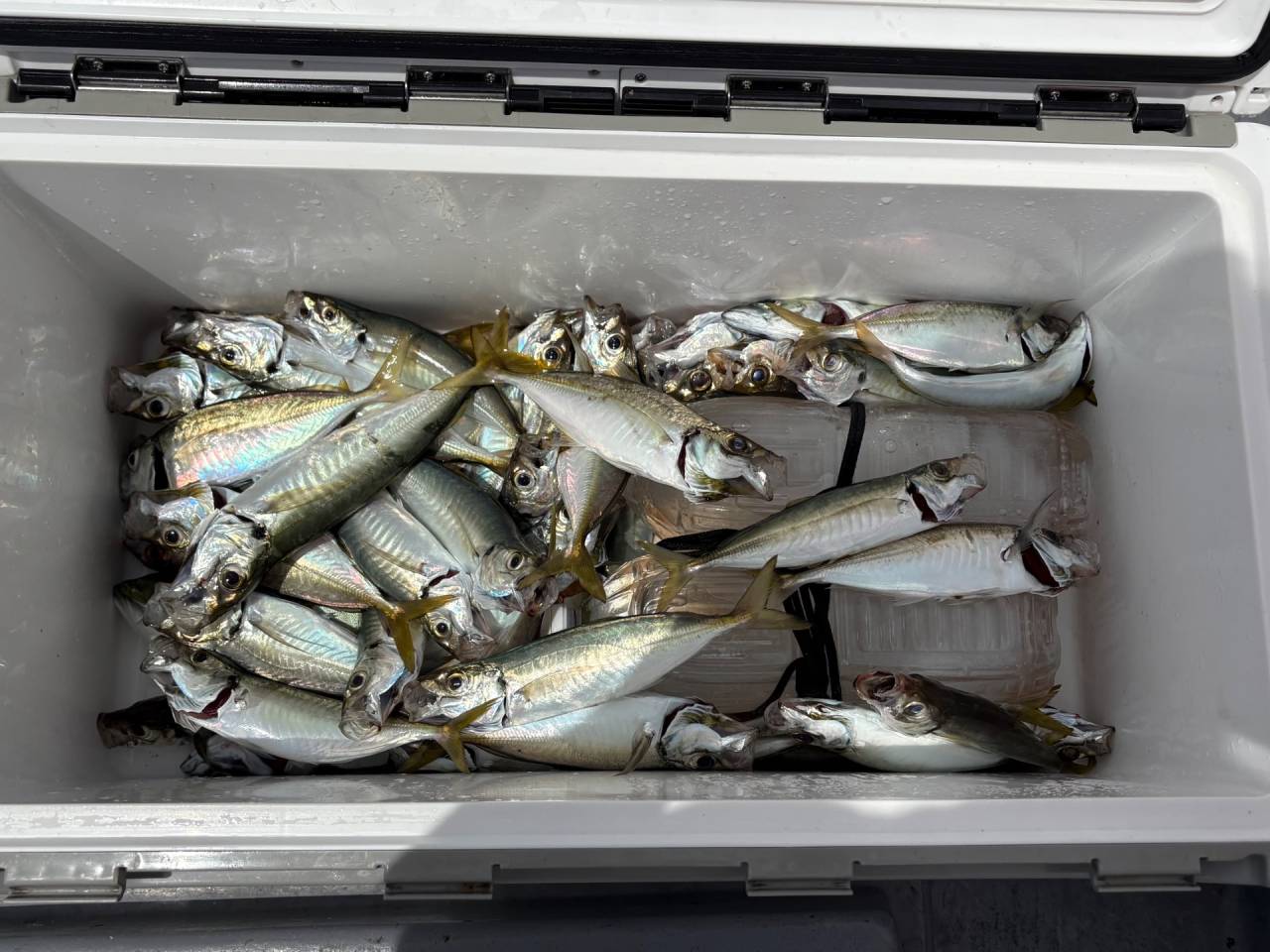白甘鯛釣果！