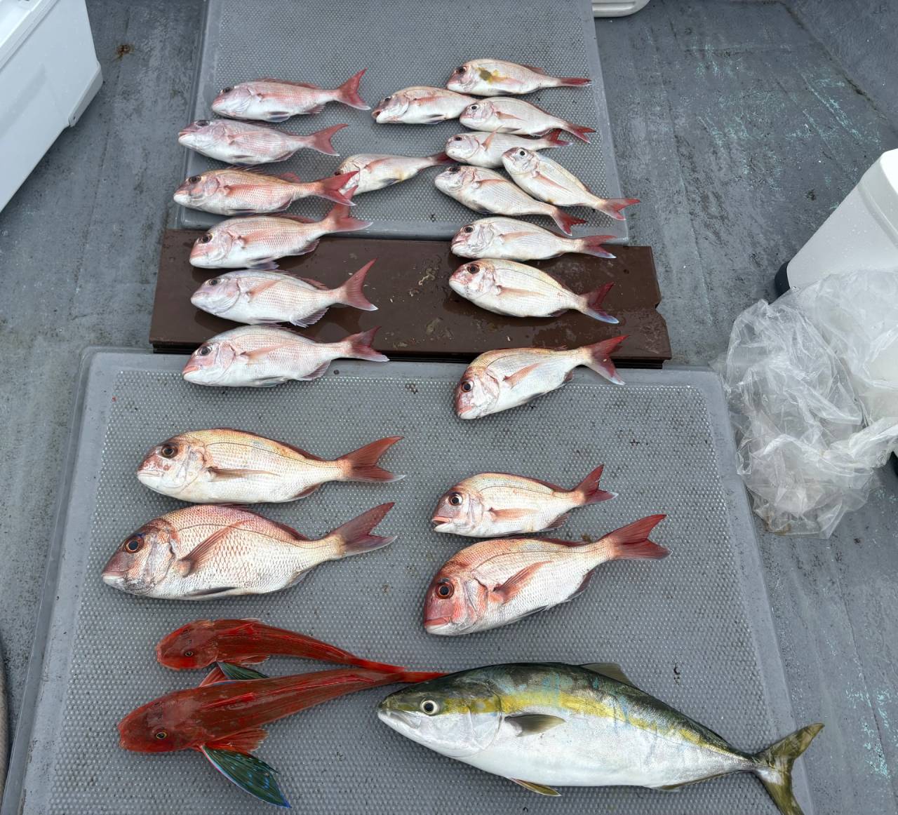 タイラバ釣果❣️