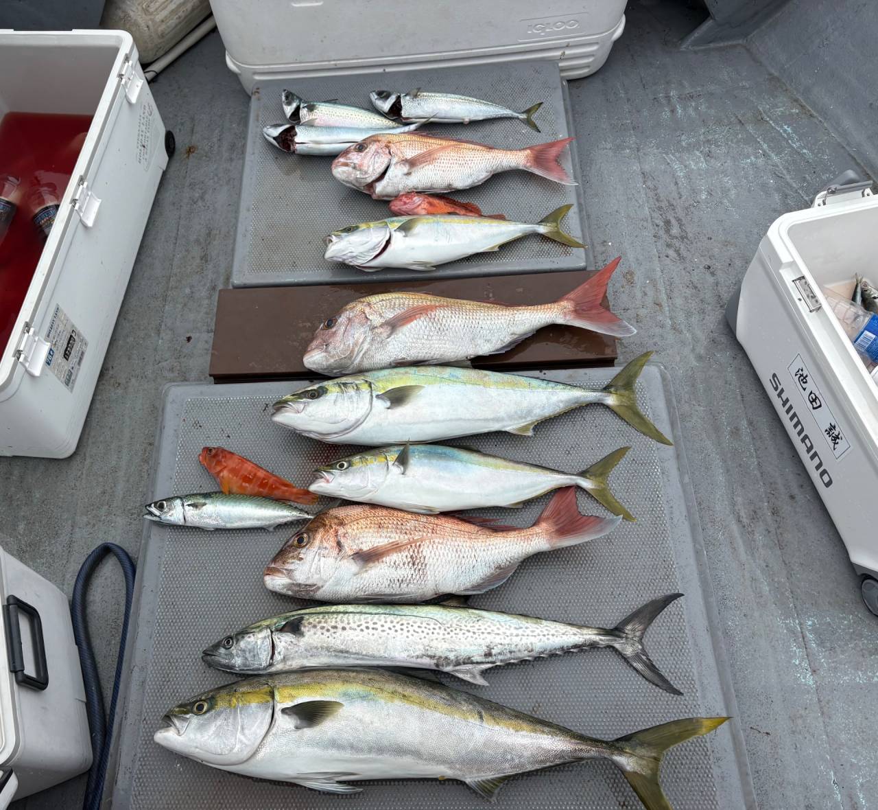 落とし込み釣果！