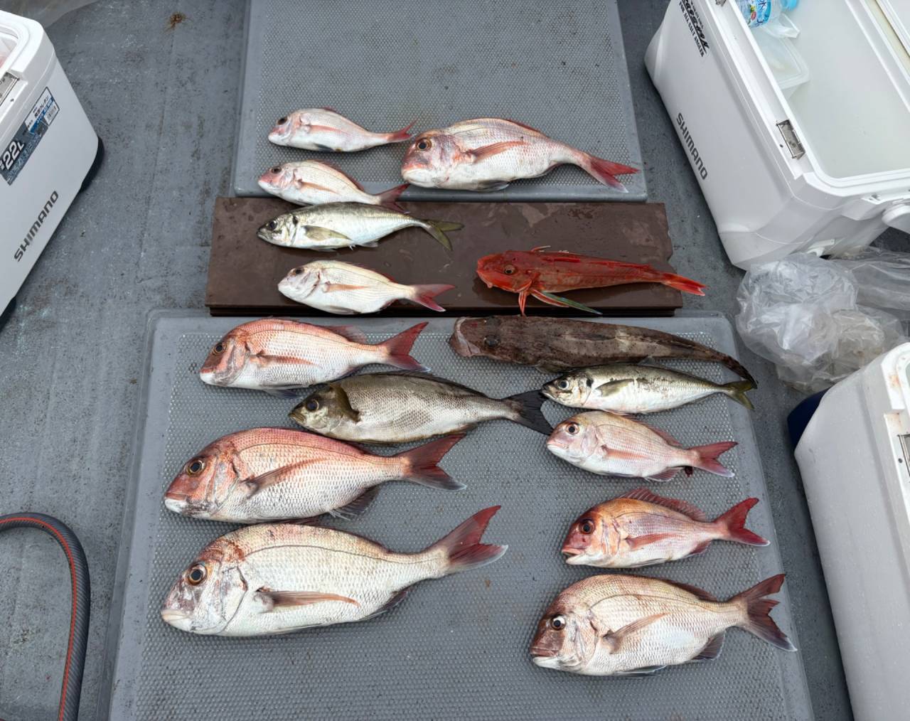 タイラバ釣果