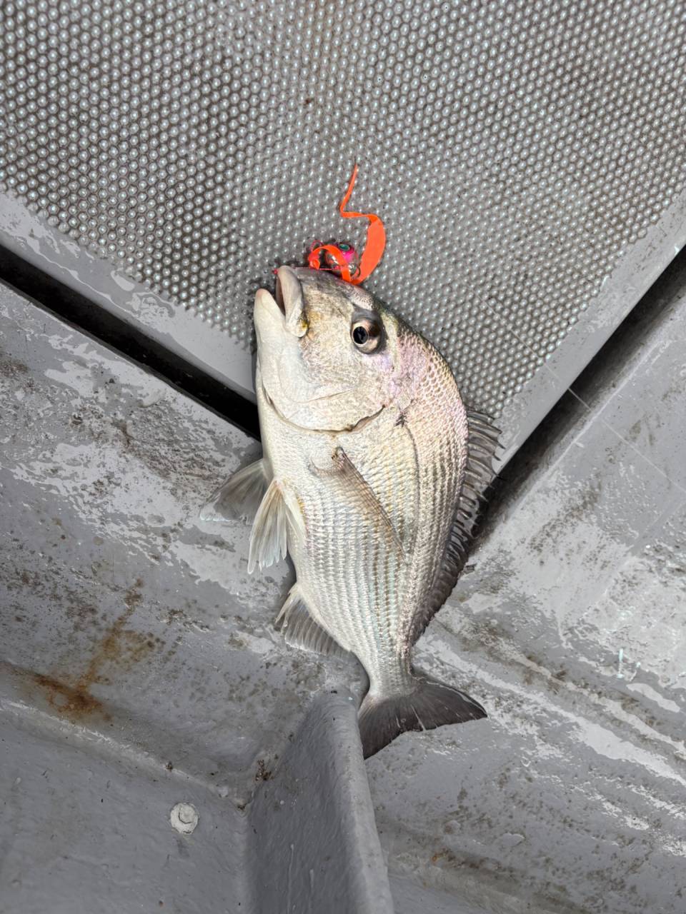 タイラバ釣果