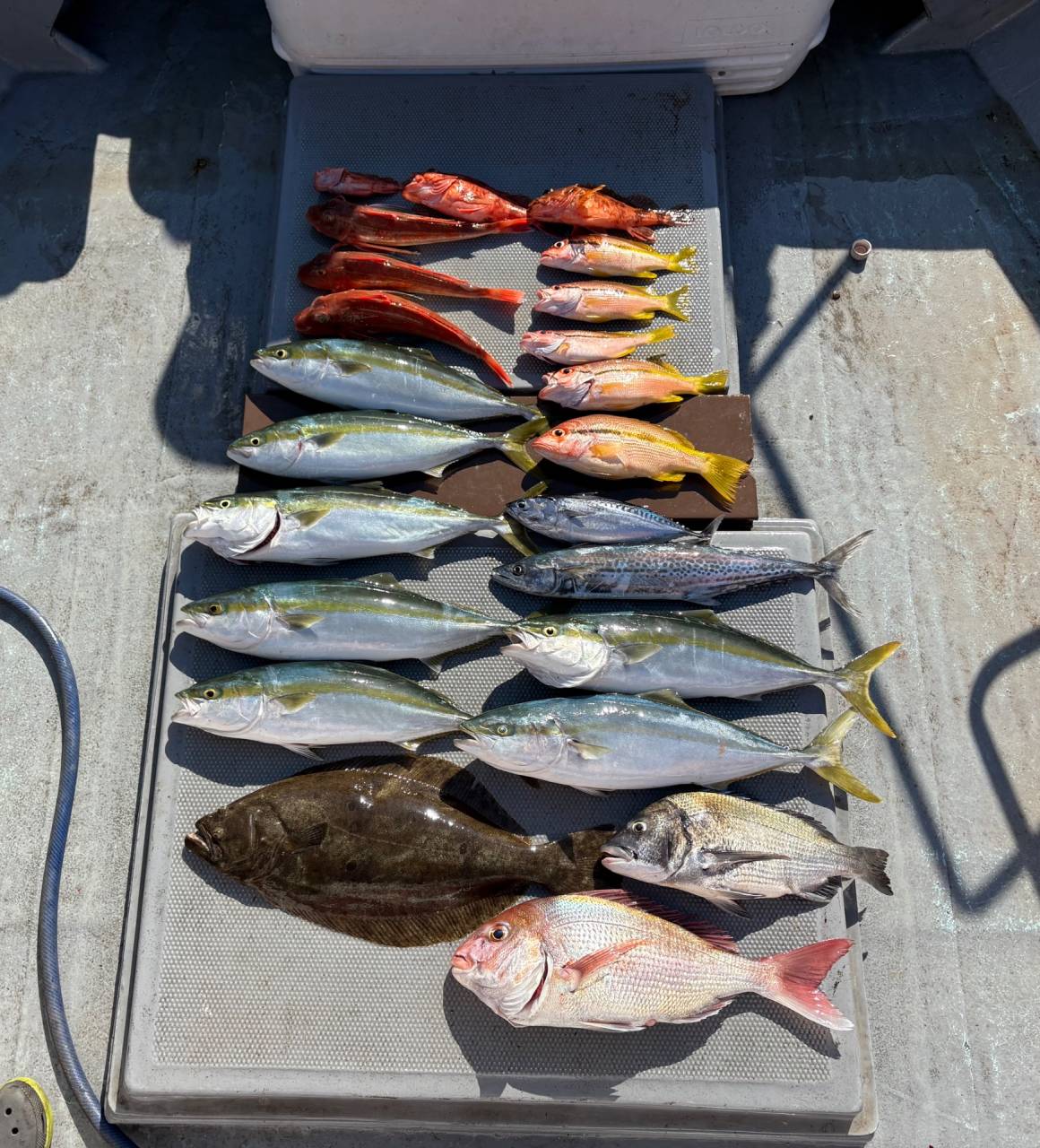 落とし込み釣果！