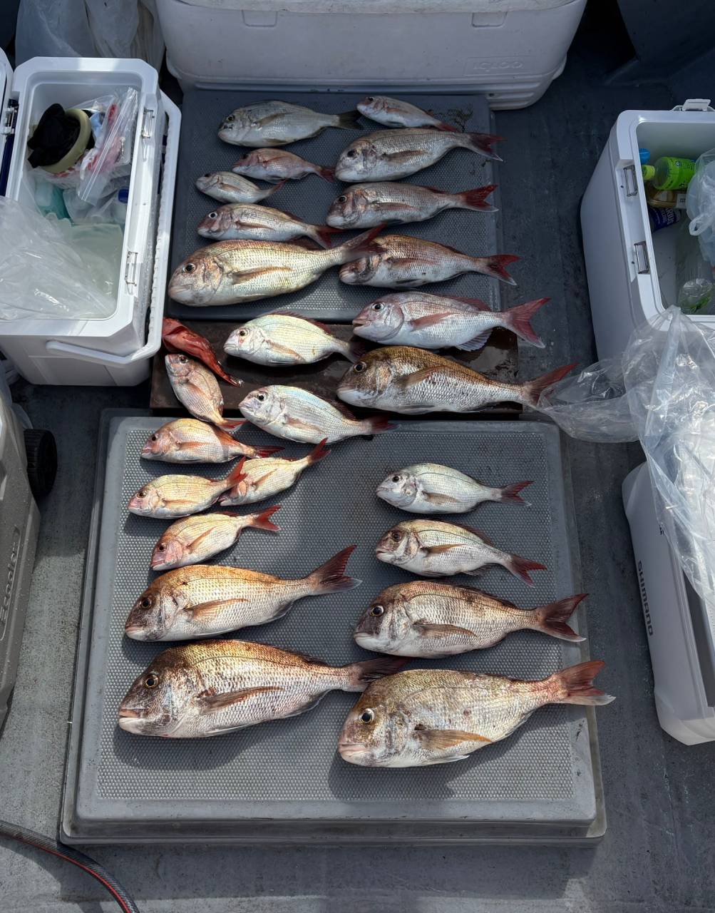 タイラバ釣果！