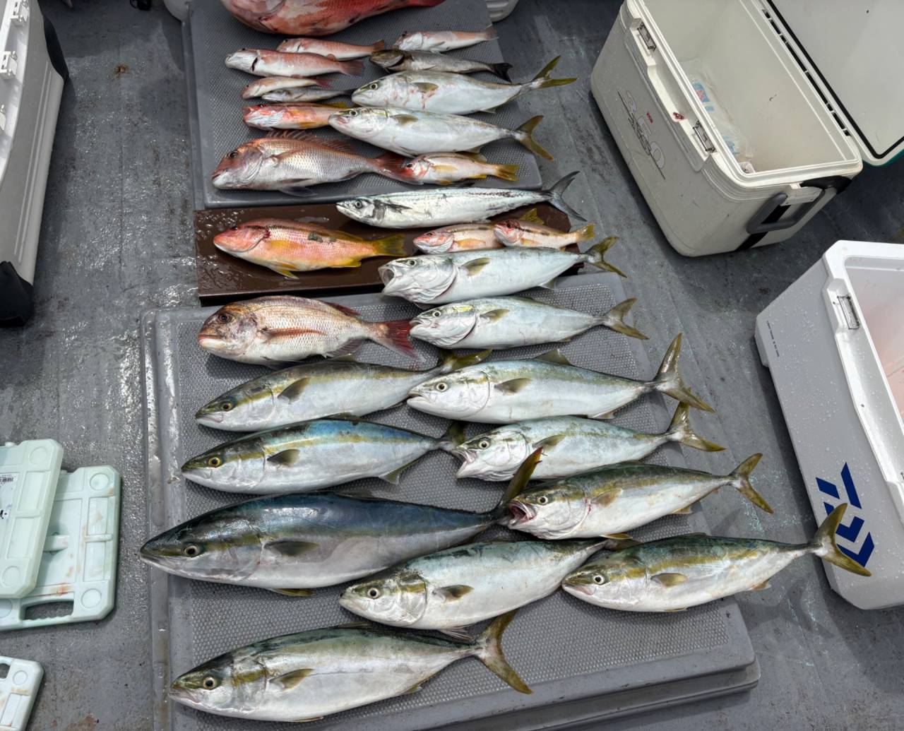 落とし込み&白甘鯛釣果！