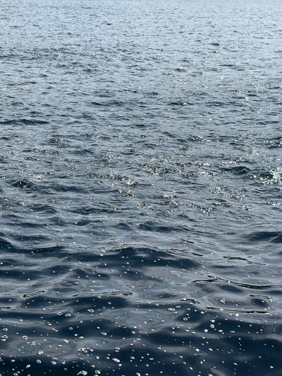 落とし込み&白甘鯛釣果！