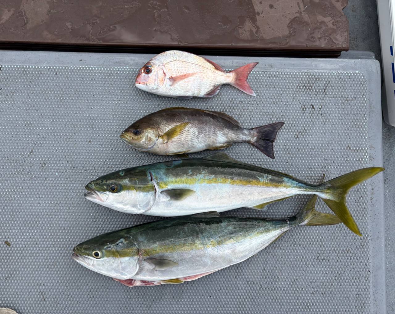 落とし込み釣果！