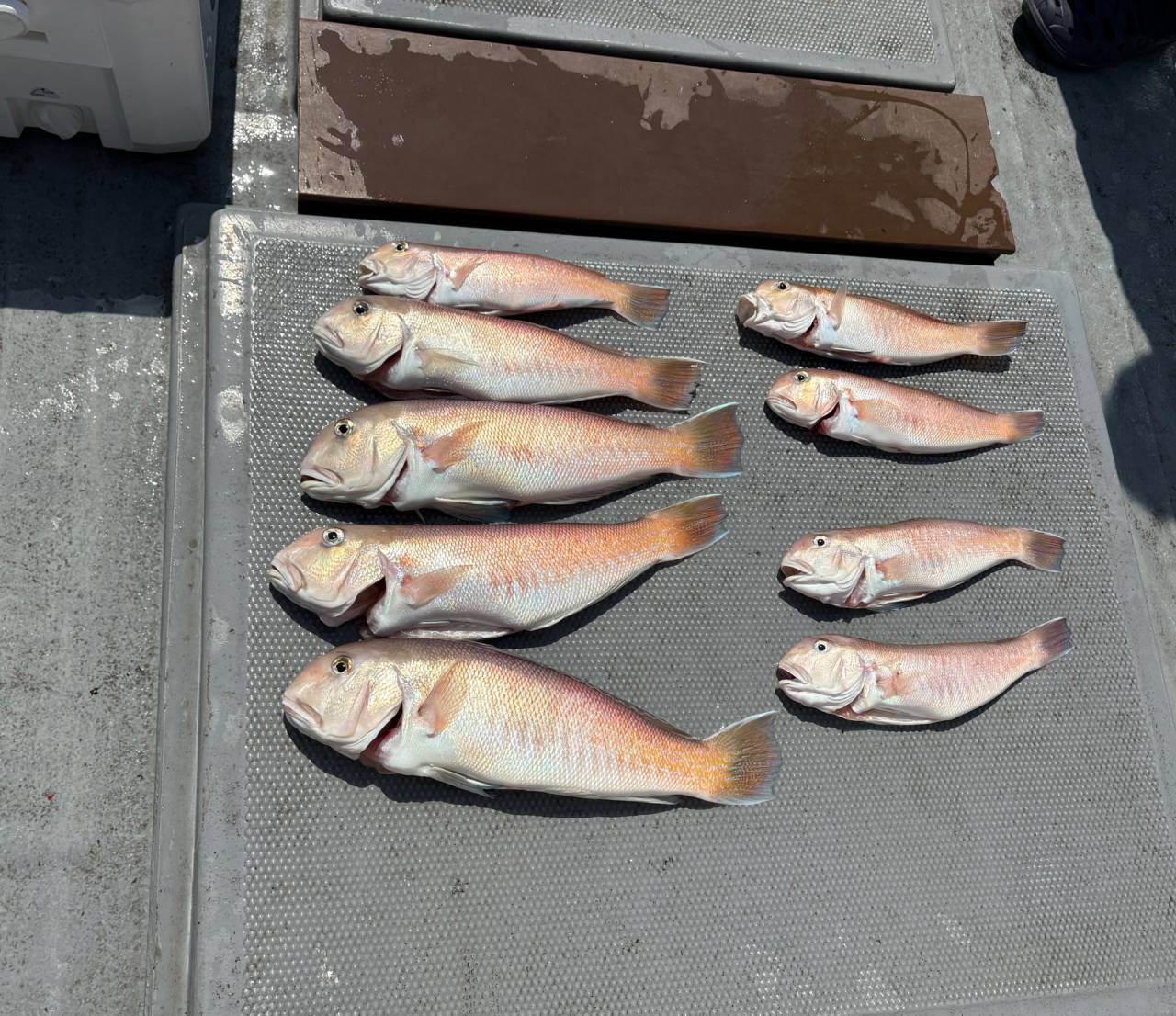 白甘鯛釣果！