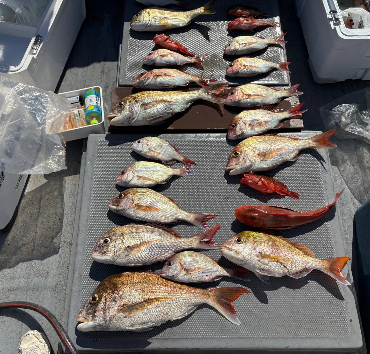 5月17日タイラバ釣果！
