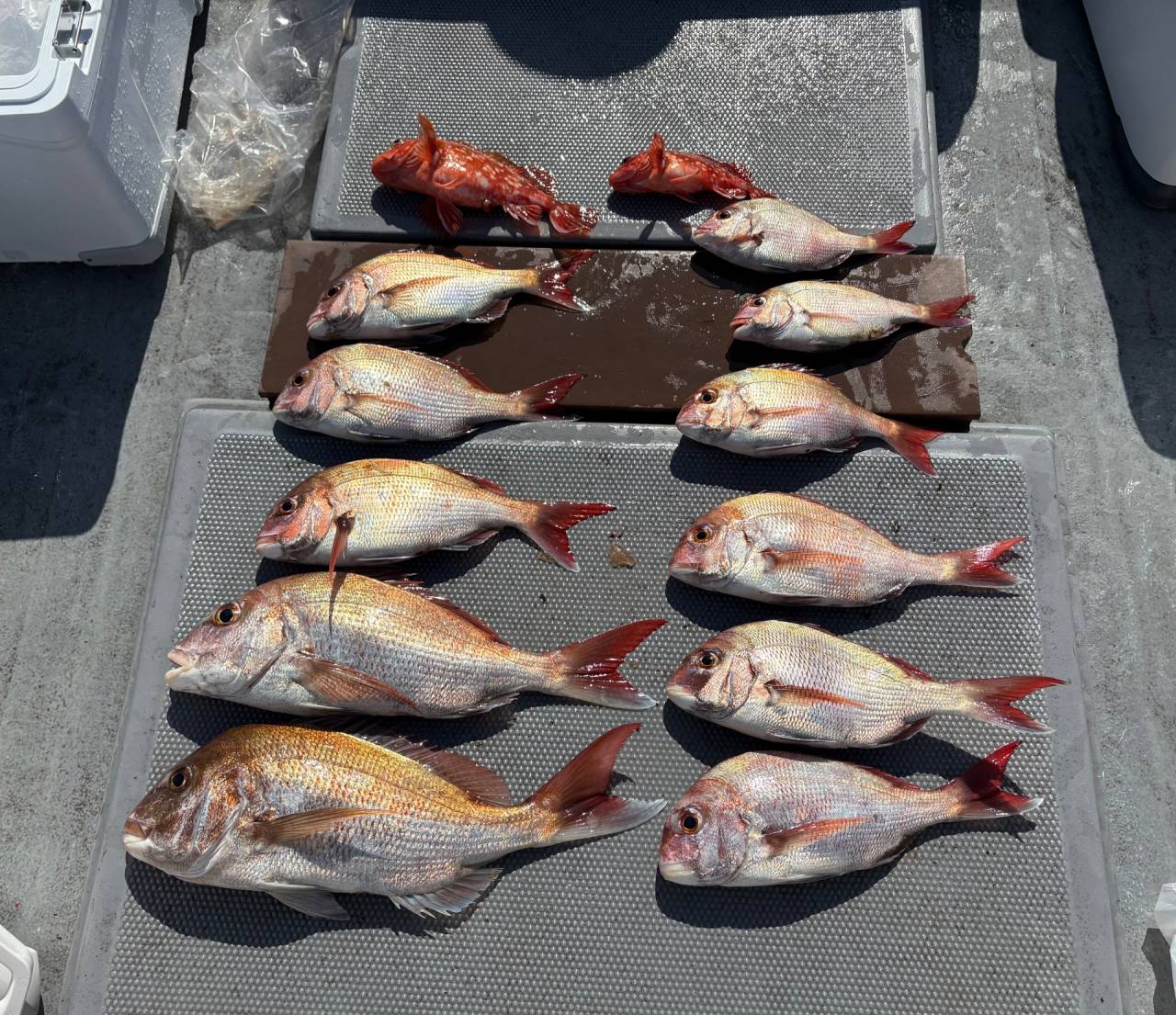 タイラバ釣果❣️