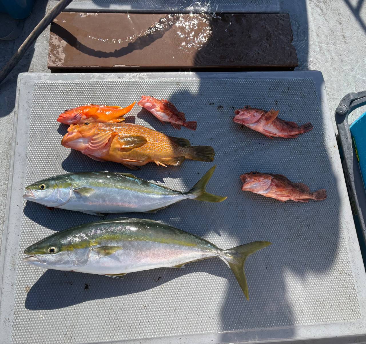 落とし込み釣果！