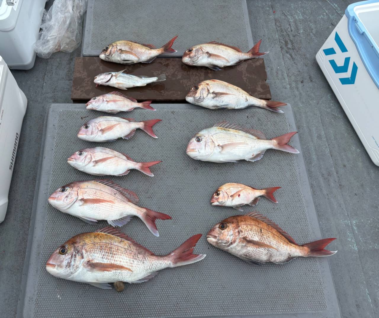 タイラバ釣果