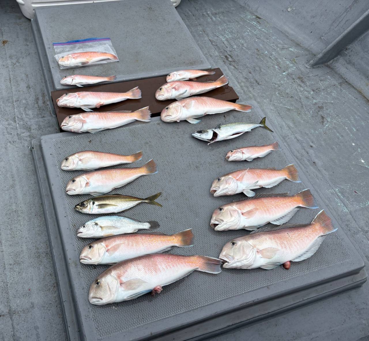 白甘鯛釣果