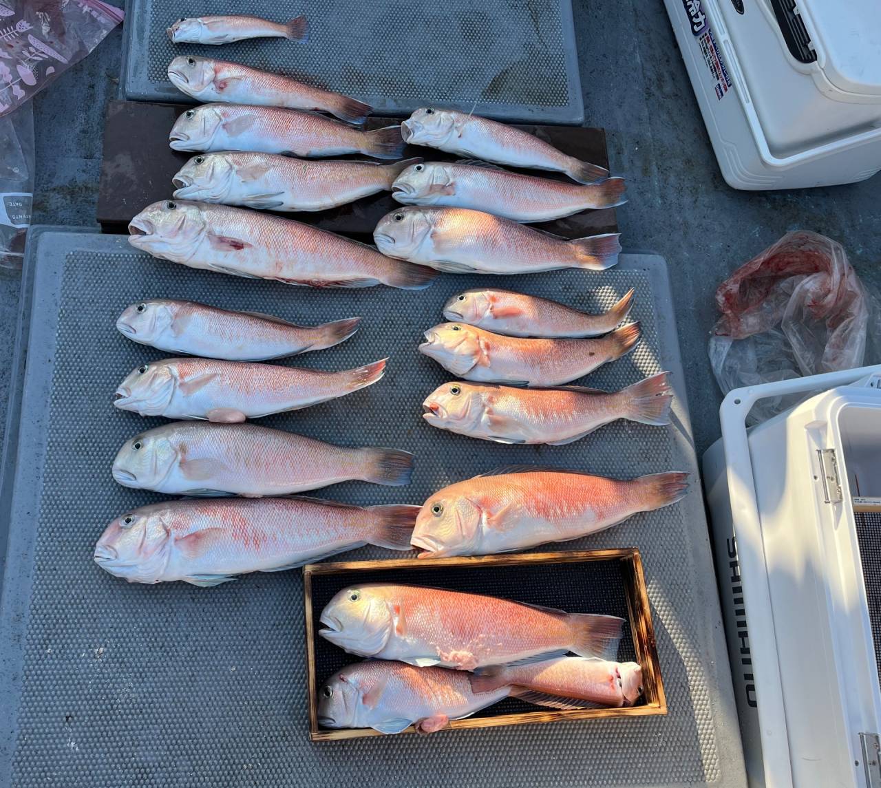 アマラバ&白甘鯛天秤釣り🎣