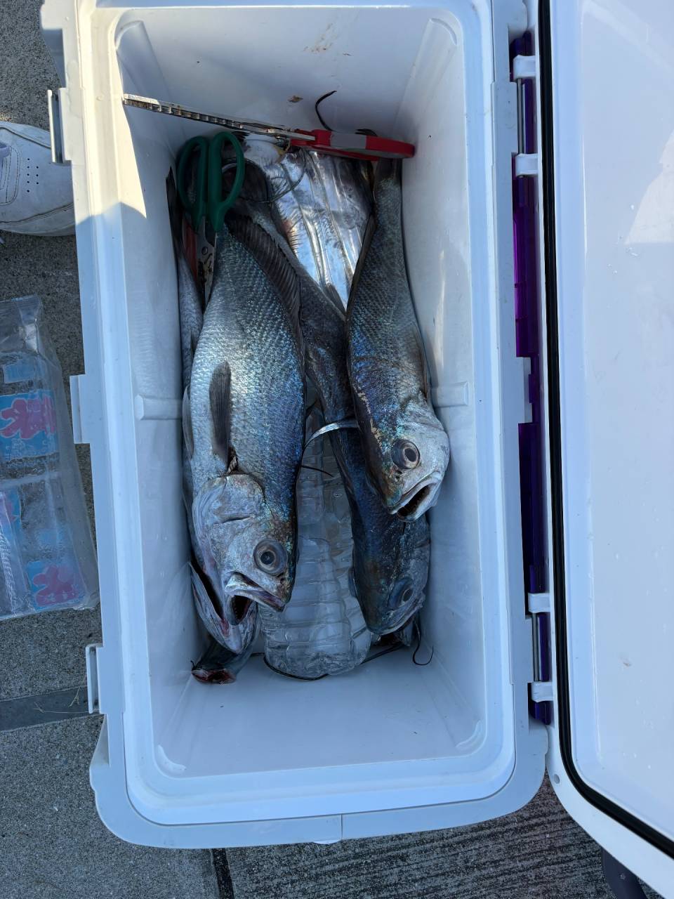 クログチ&太刀魚便