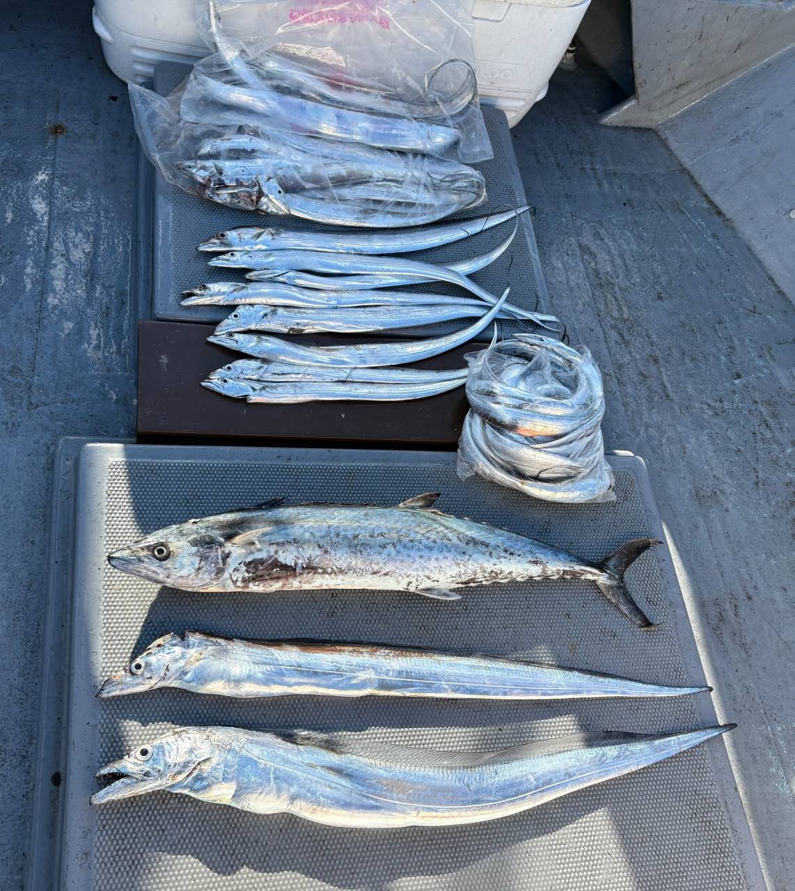 太刀魚便で出船！