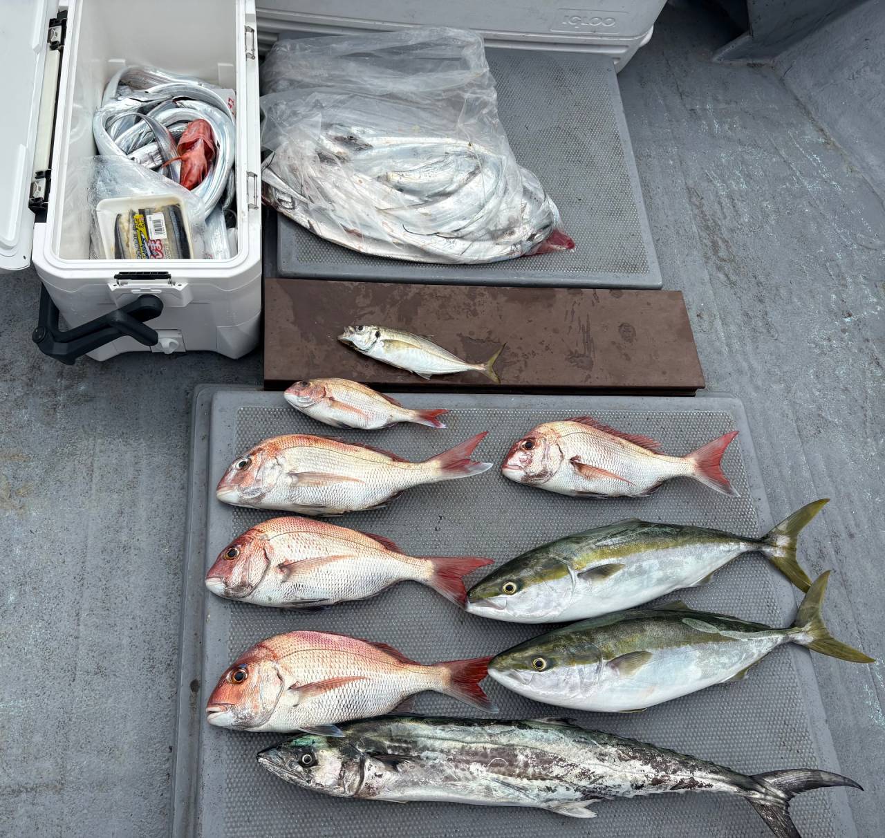 太刀魚&鯛ラバ便