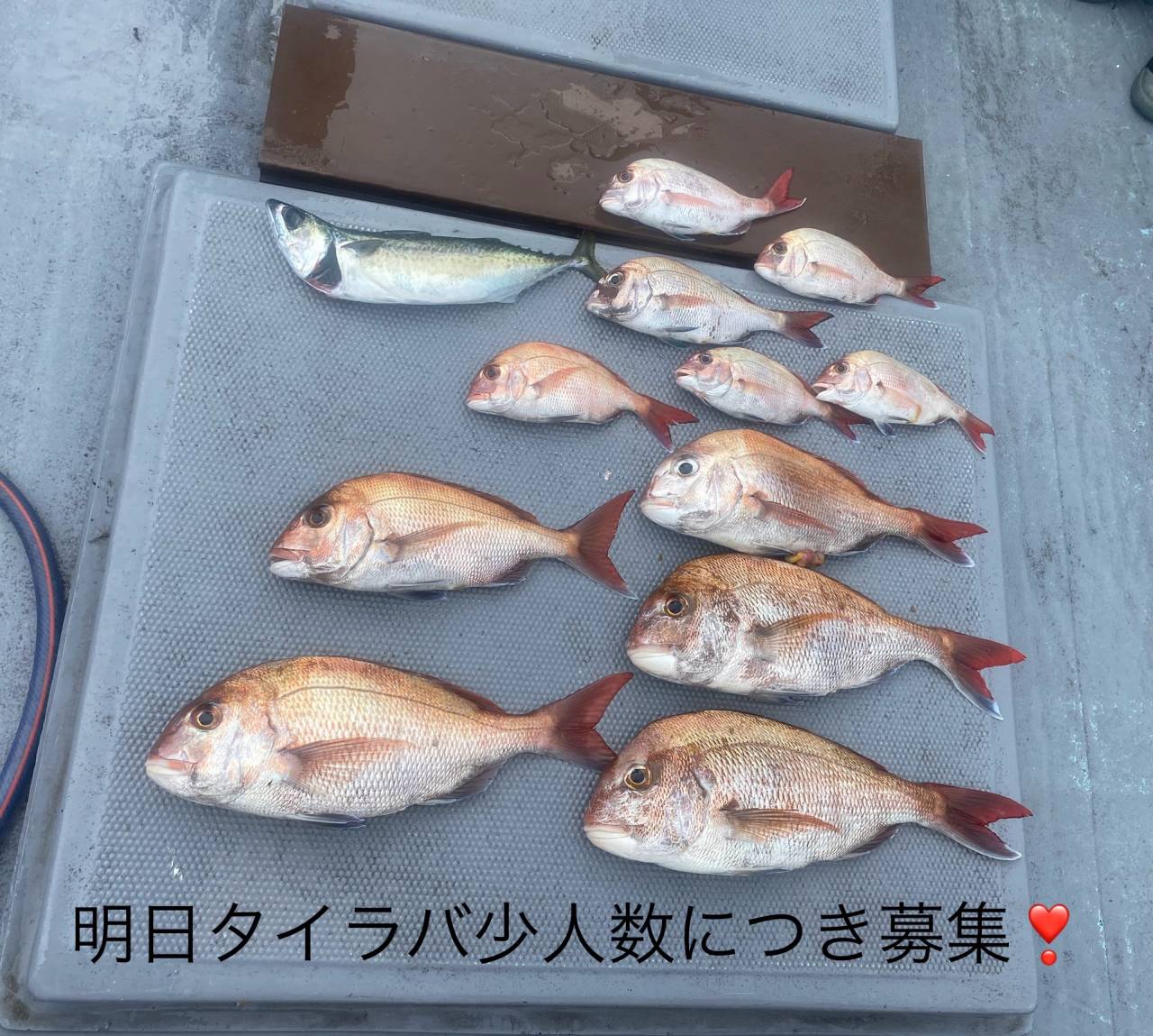 タイラバ便募集