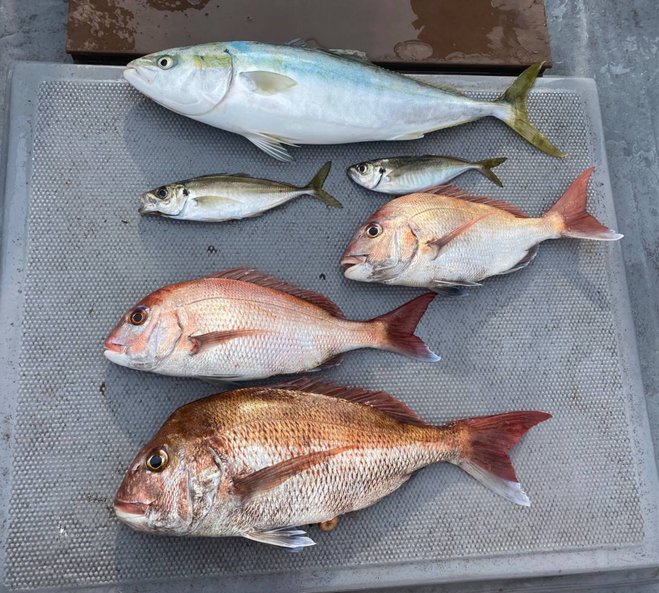 鯛ラバ便で出船❣️