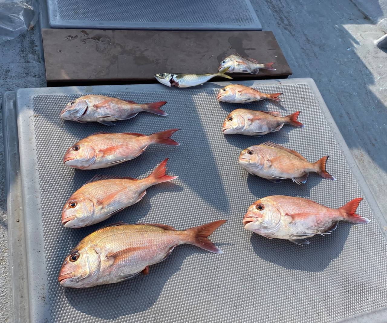 鯛ラバ便で出船