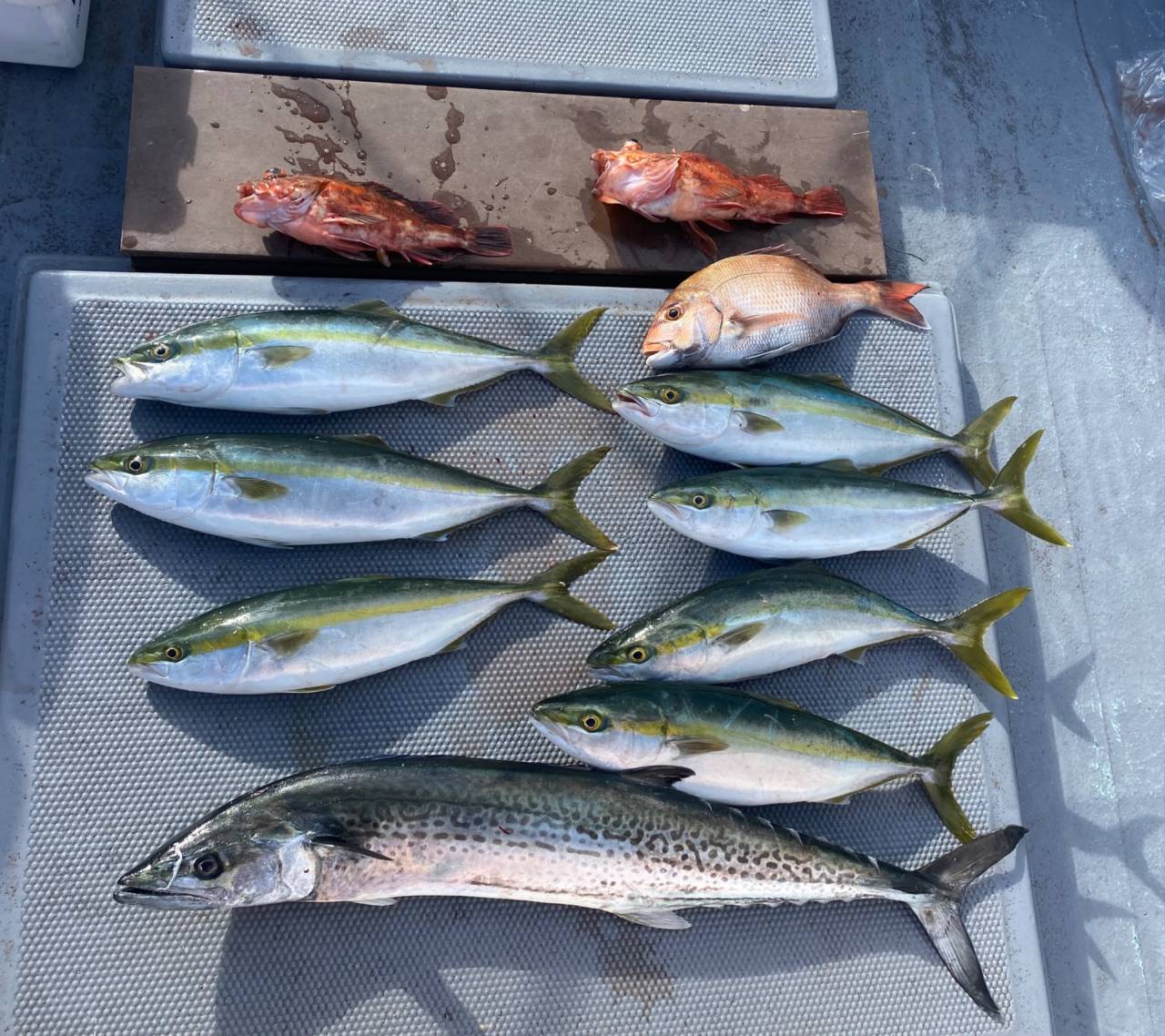 鯛ラバ便で出船❣️