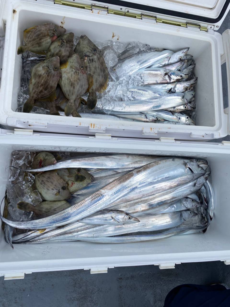 太刀魚&カワハギリレー便❣️