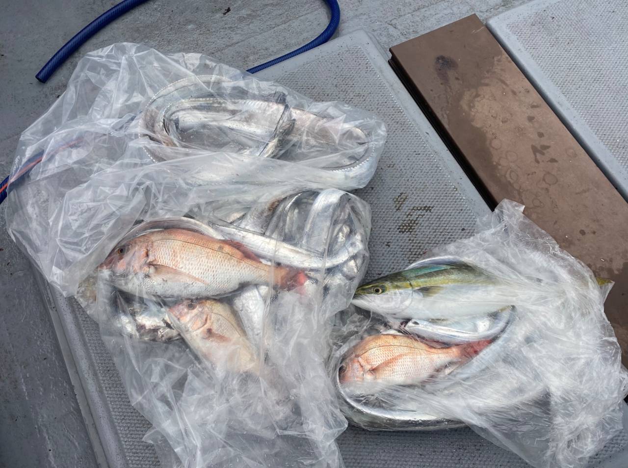 鯛ラバ&太刀魚便❣️