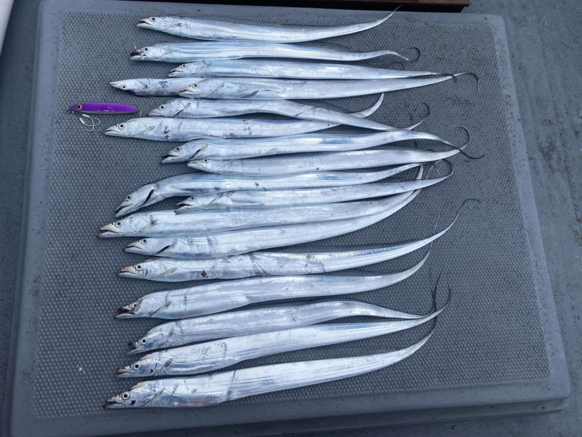 太刀魚ジギング調査