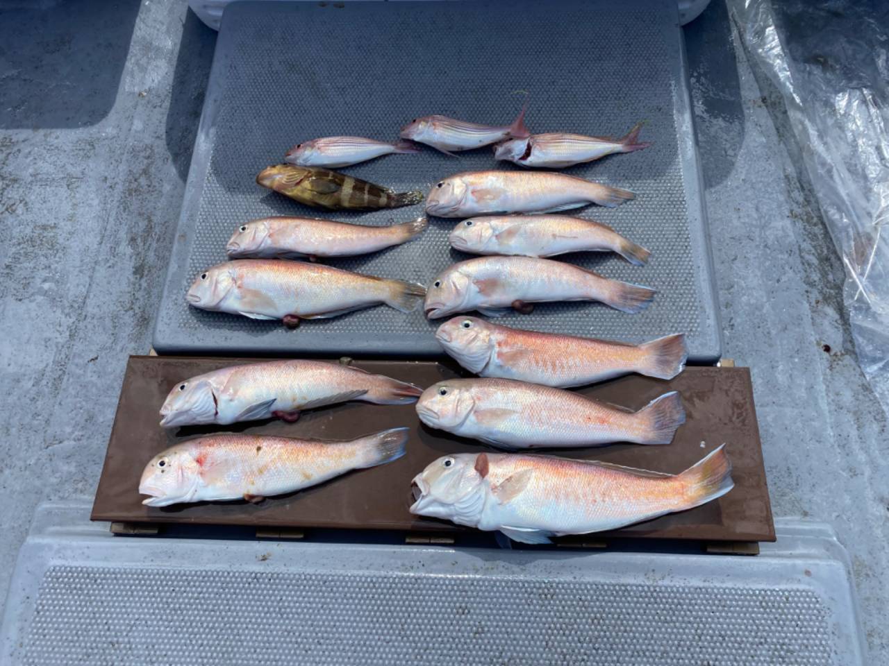 晩御飯のおかず釣り🎣