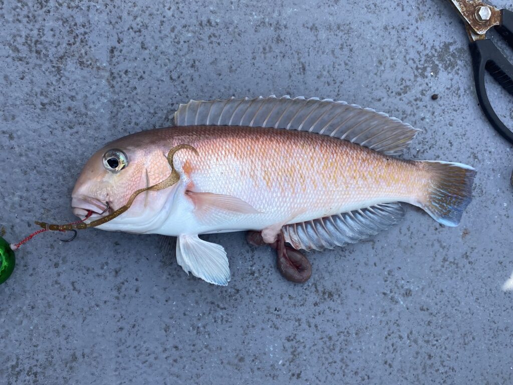 オカズ釣り🎣