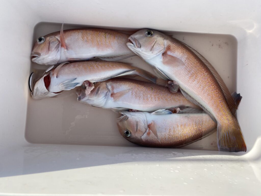 オカズ釣り🎣