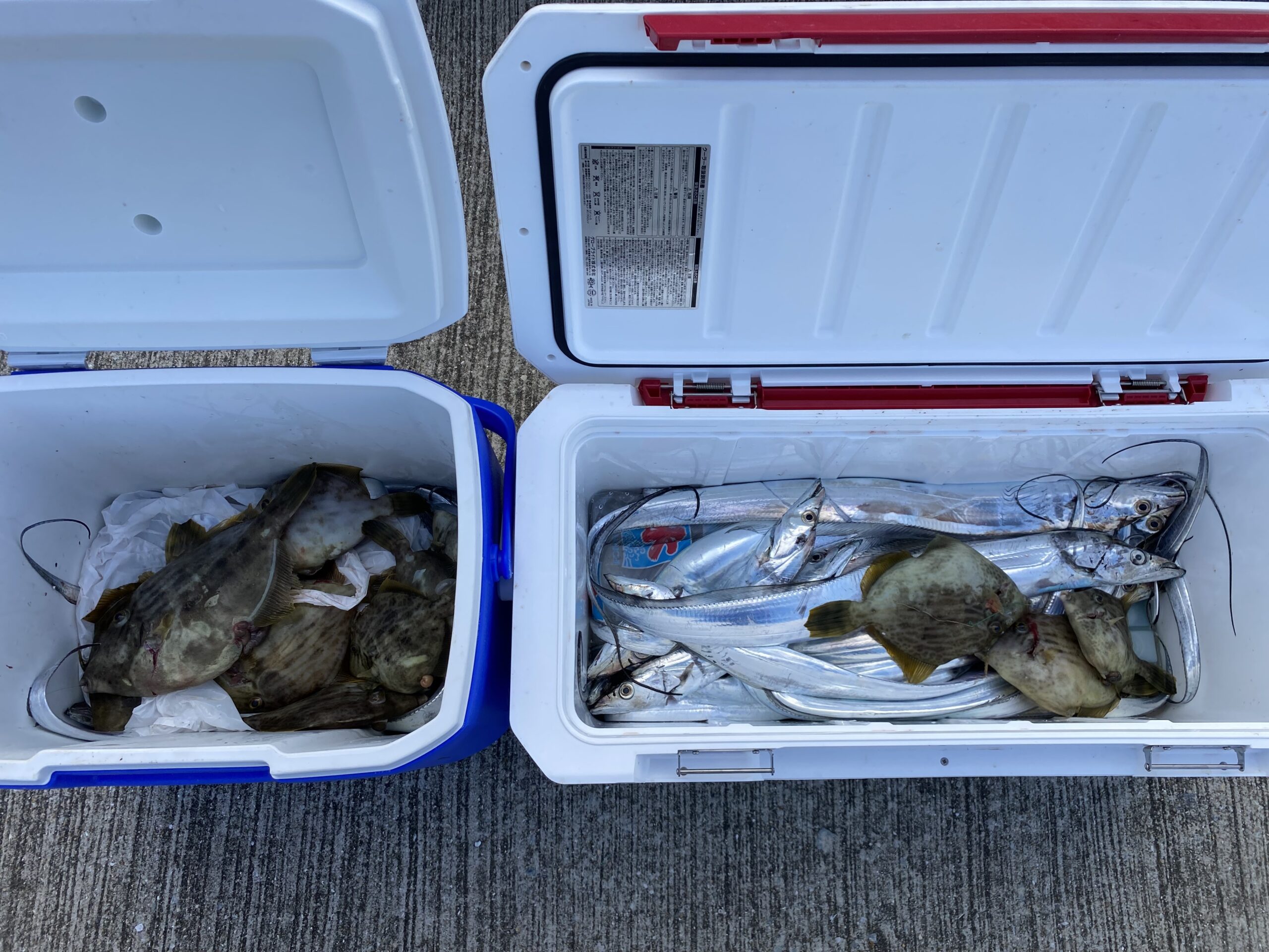 太刀魚&カワハギ便❣️ 10月13日